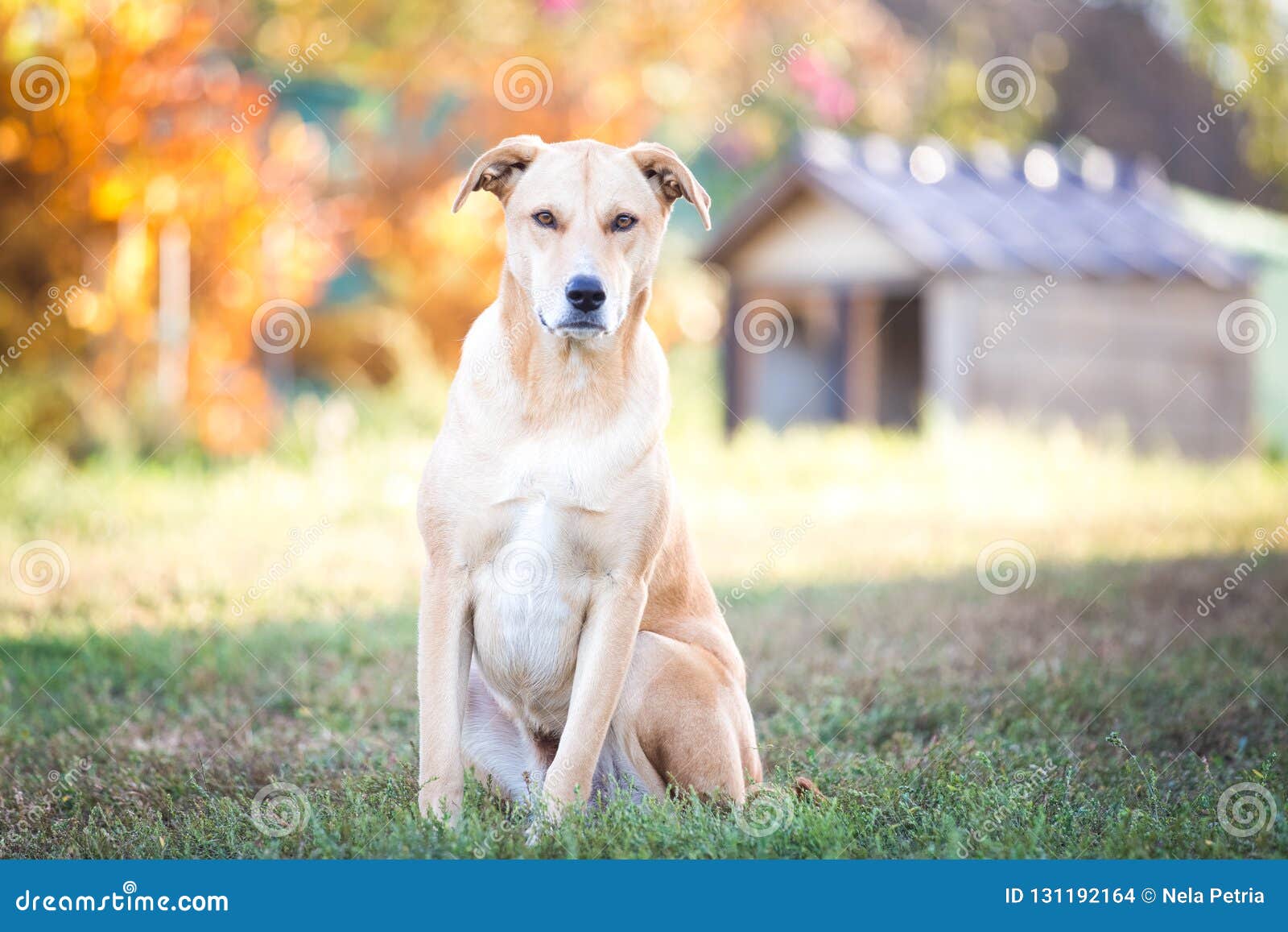 mixed breed labrador rescue dog in autumn garden
