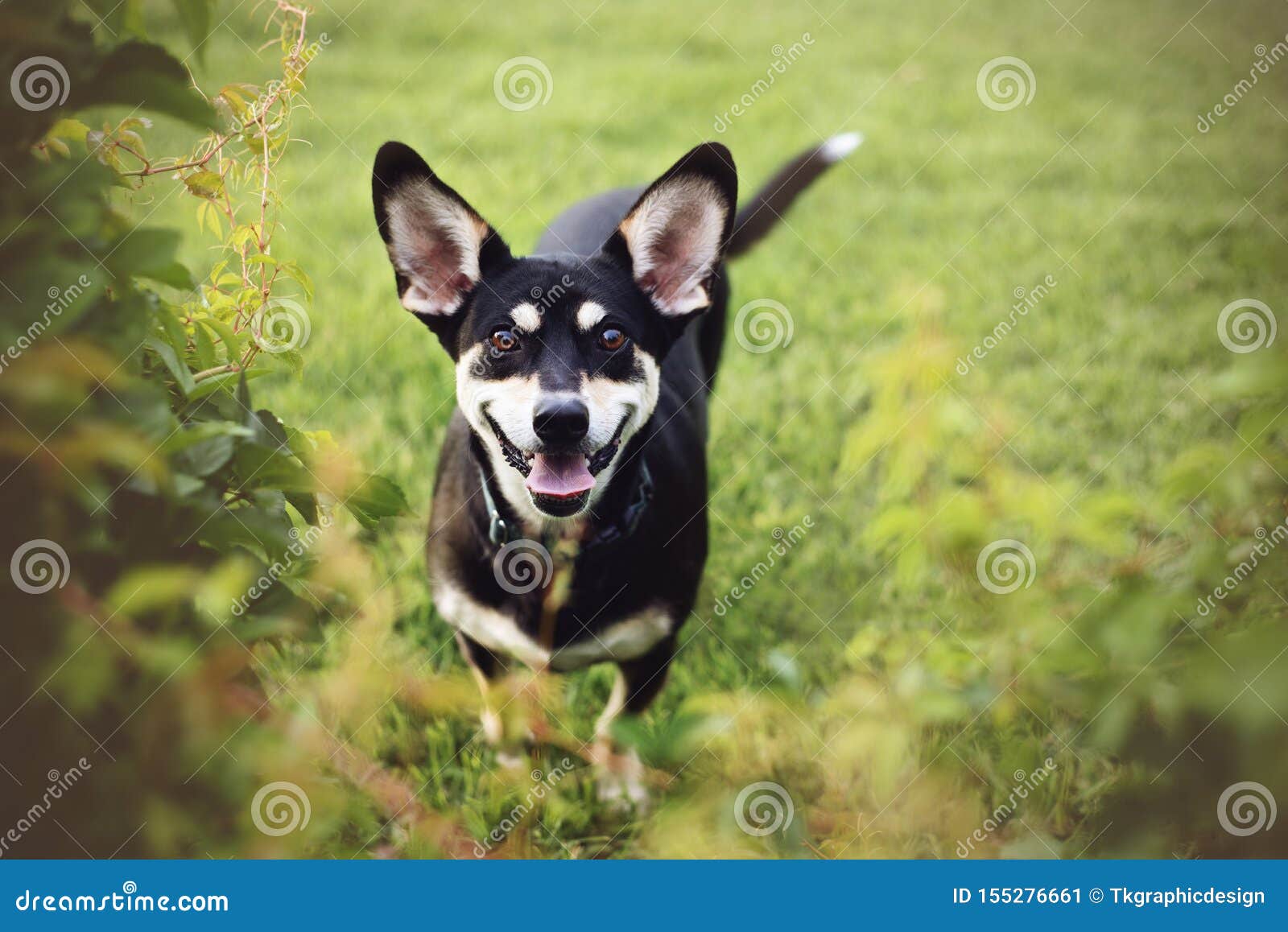 261 Siberian Husky Chihuahua Photos Free Royalty Free Stock Photos From Dreamstime
