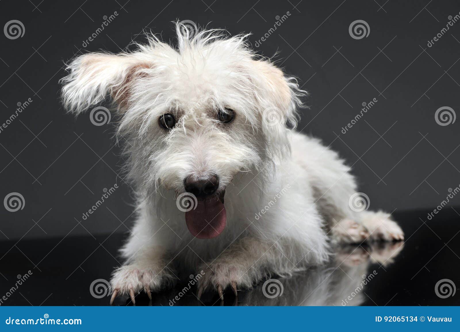 Mixed Breed White Dog Lying in a Dark Photostudio Stock Photo Image