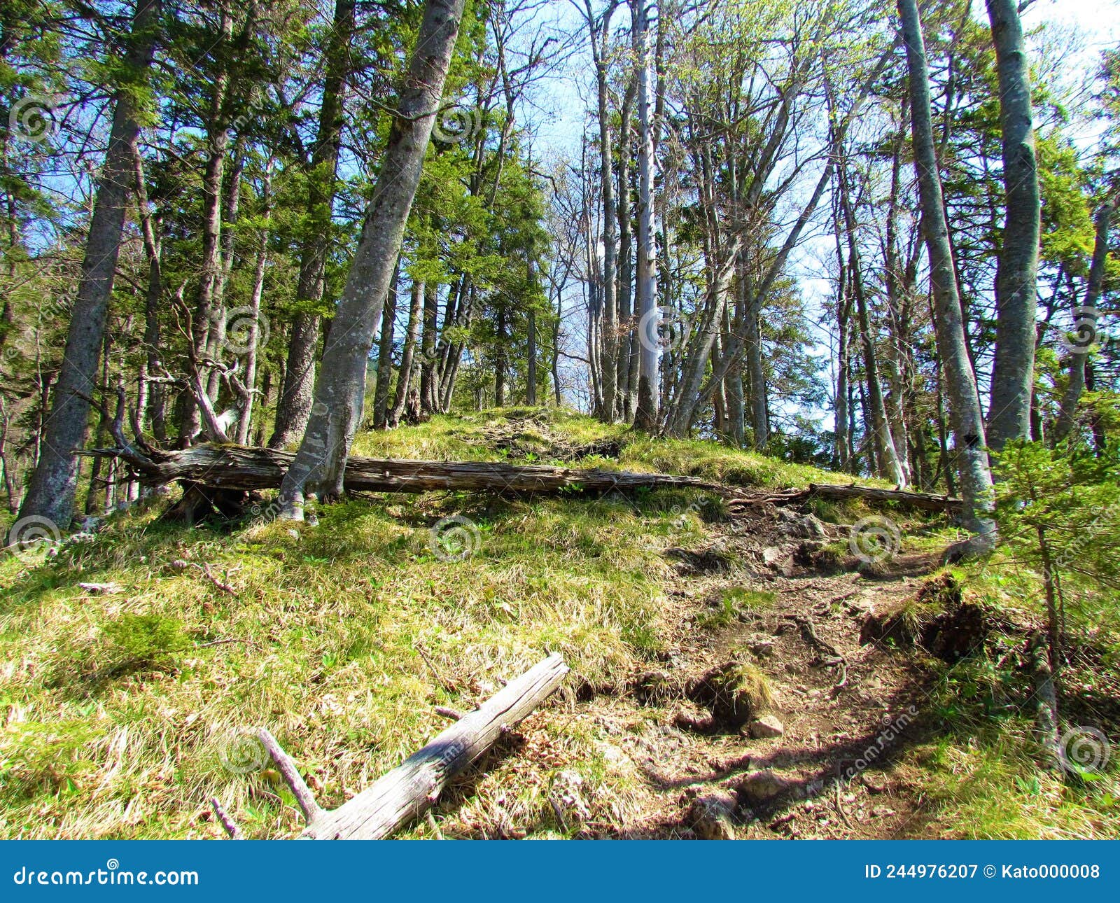 Mixed Broadleaf and Conifer Forest in Spring Stock Image Image of