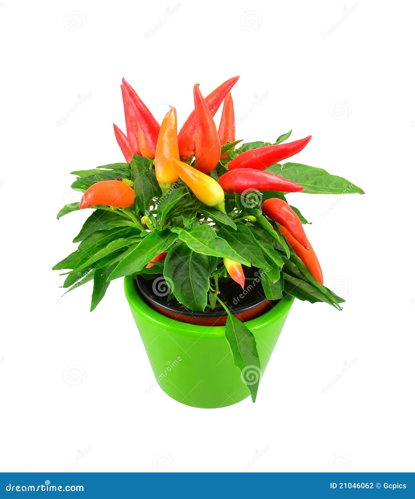 A Mixed Chili Plant In A Green Pot Stock Photography Image 21046062