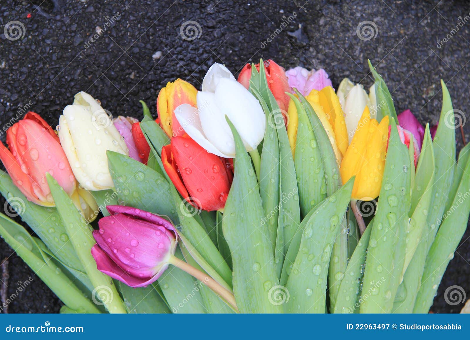 Mixed Colored Tulips after a Rain Shower Stock Image Image of romance