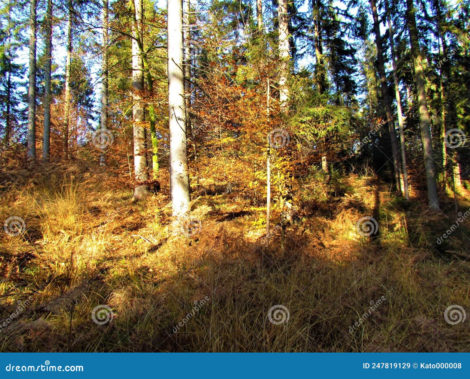 Mixed Conifer and Broadleaf Forest Stock Image Image of covered