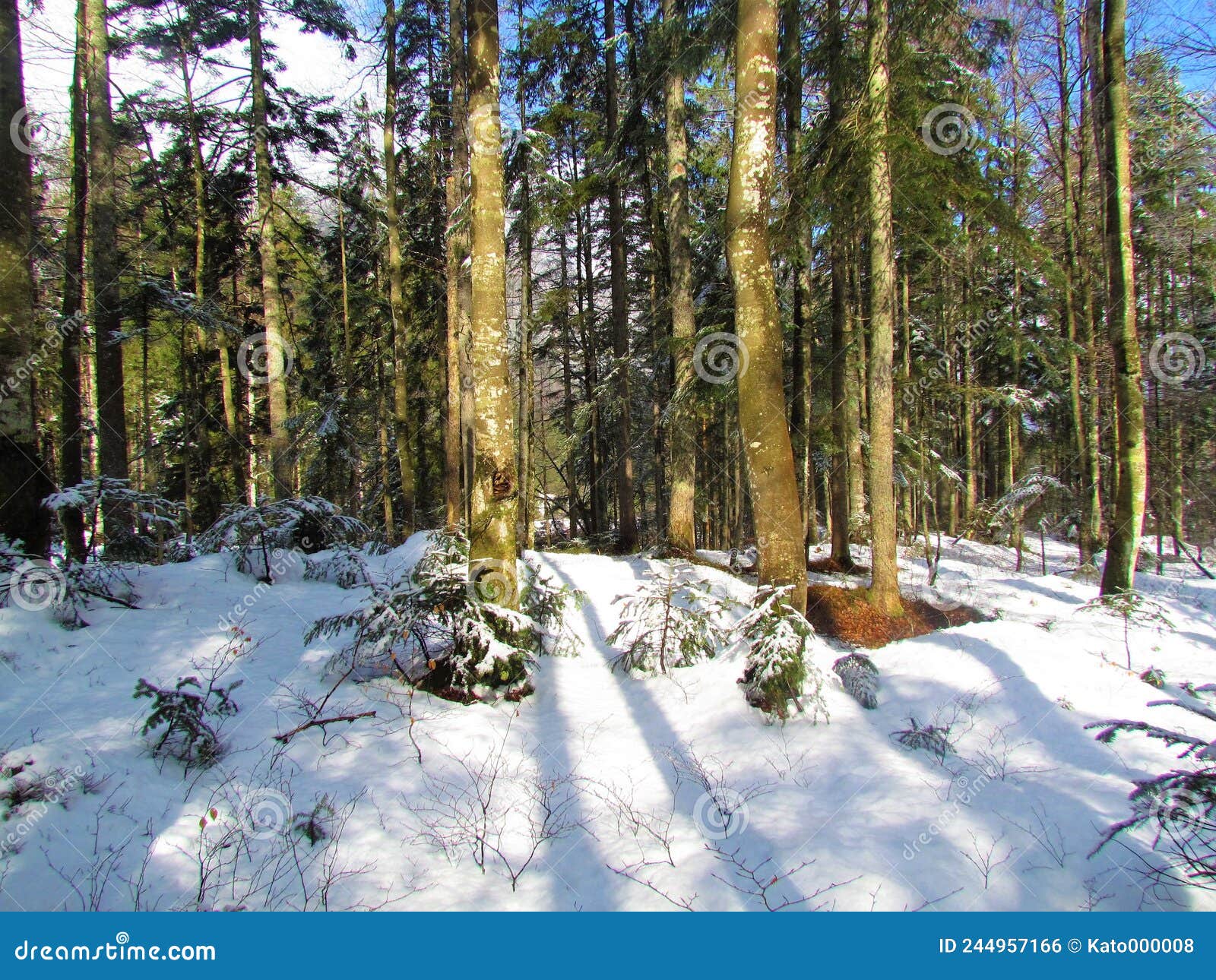 Mixed Conifer and Broadleaf Forest Stock Photo Image of frost, white