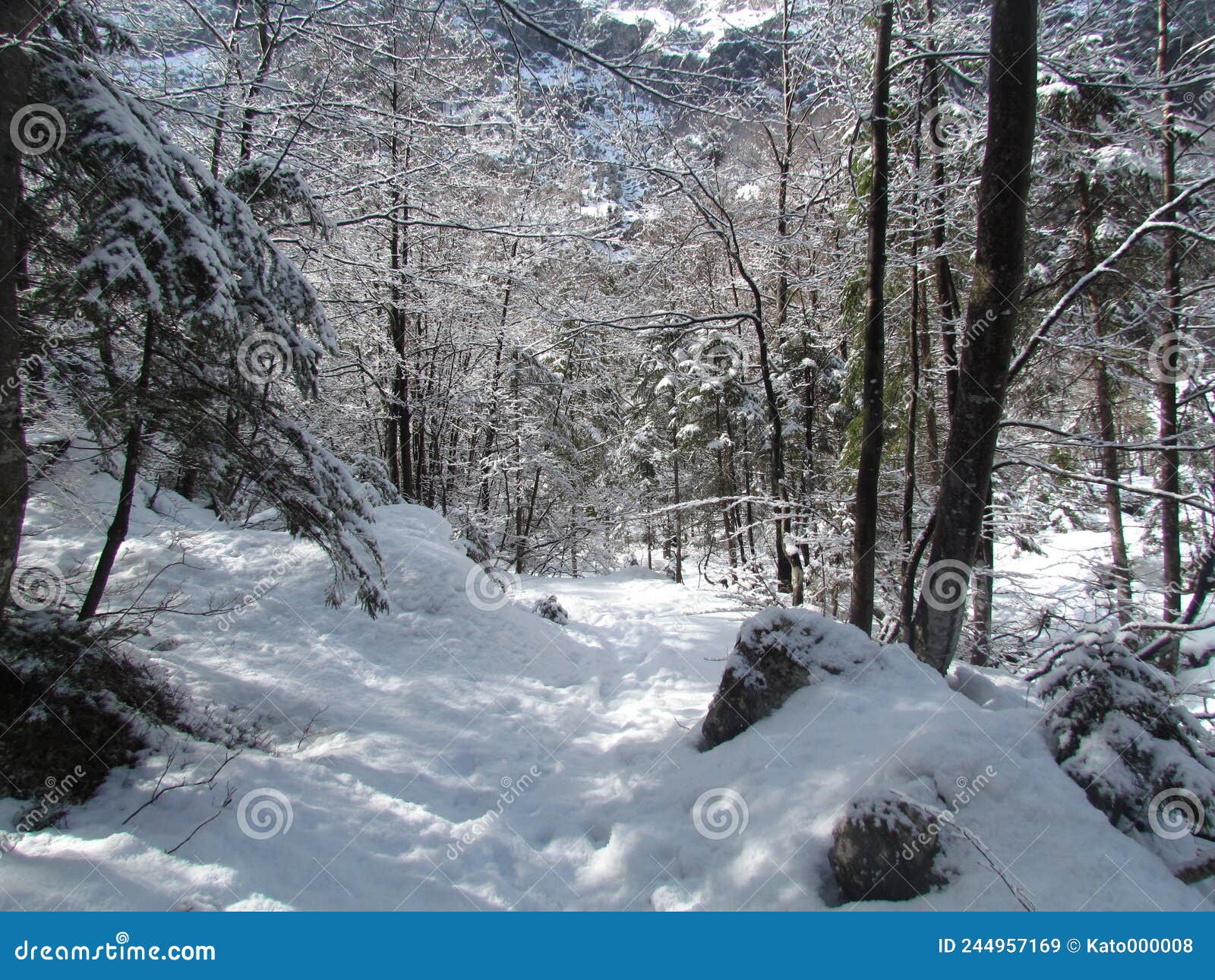 Mixed Conifer and Broadleaf Forest Stock Image Image of conifer