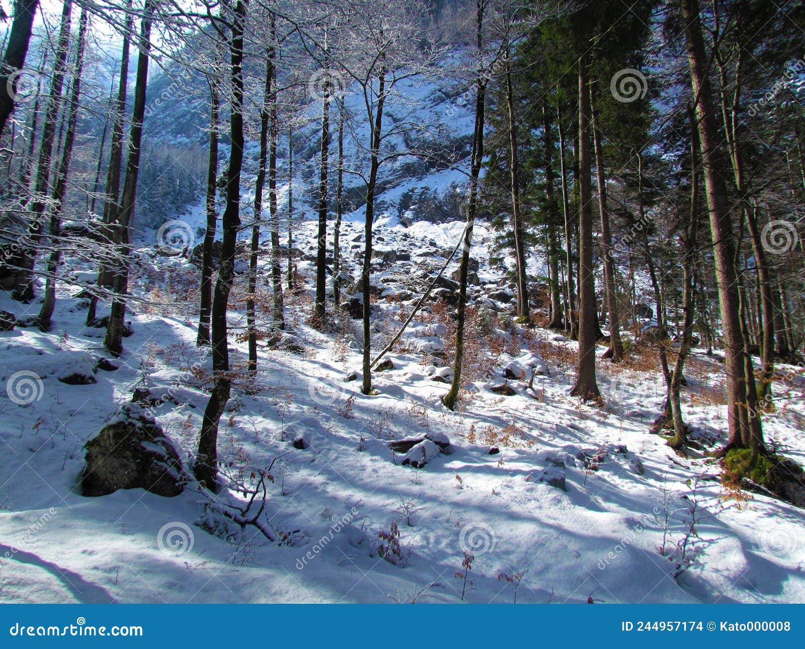 Mixed Conifer and Broadleaf Forest Stock Photo Image of frost, season