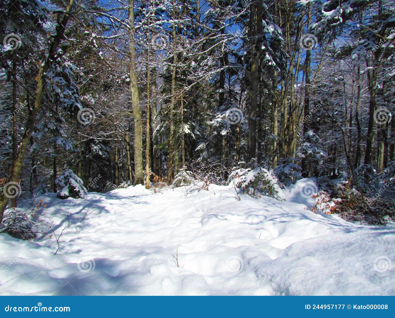 Mixed Conifer and Broadleaf Forest Stock Image Image of beauty, frost