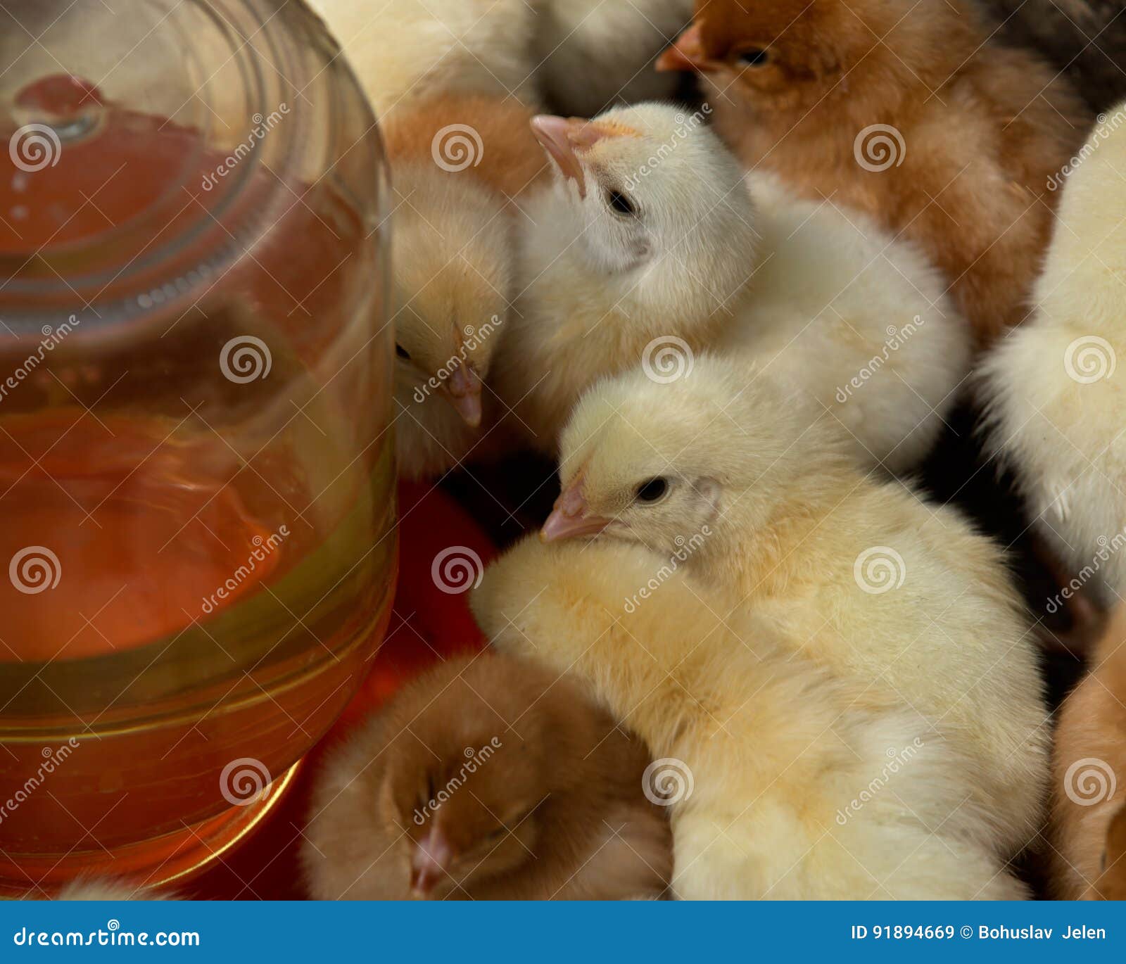 Mixed Flock of Pure Breed Chicks Stock Image Image of meal, born
