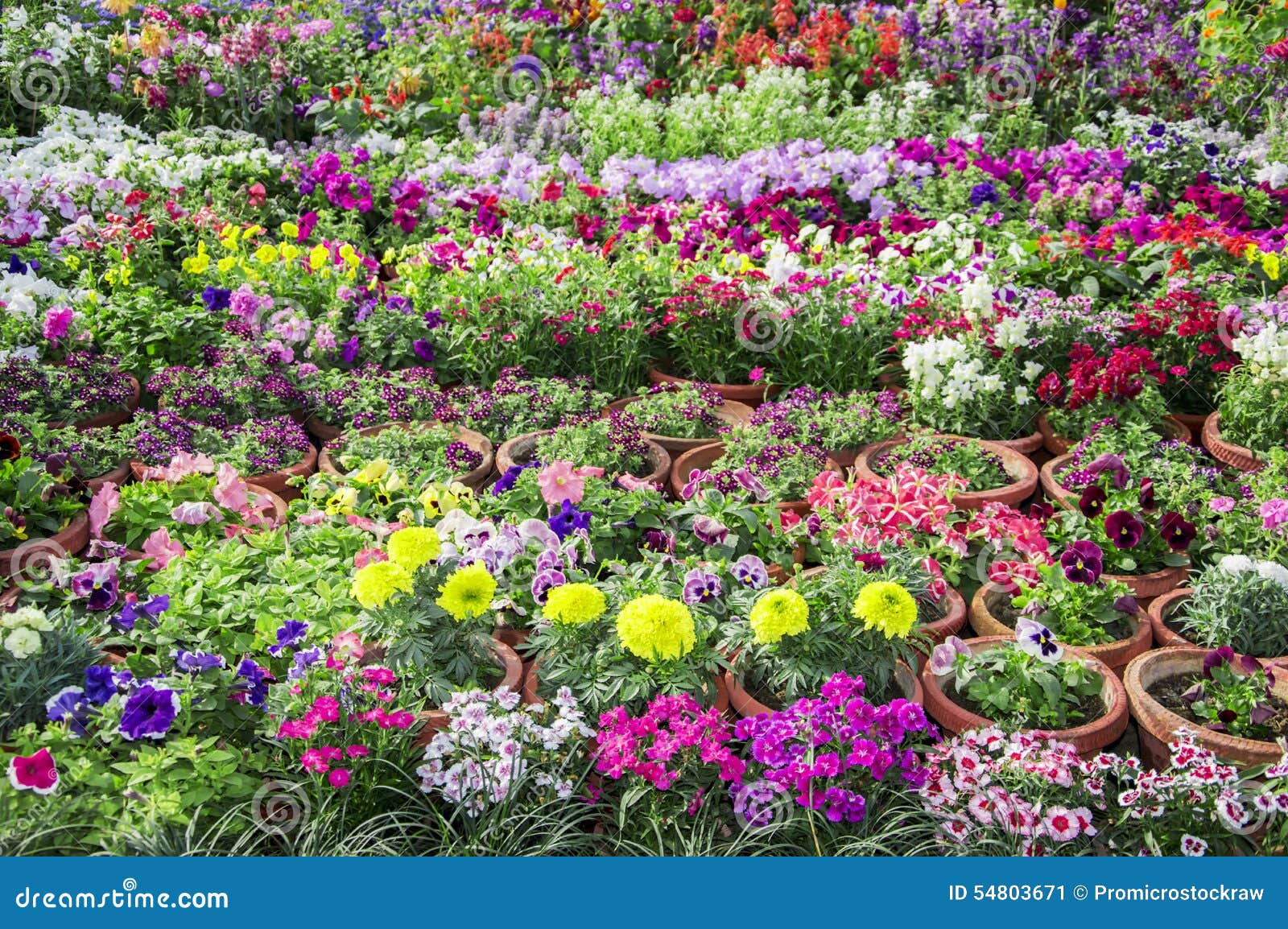 Mixed flower bed stock image. Image of park, green, bloom 54803671