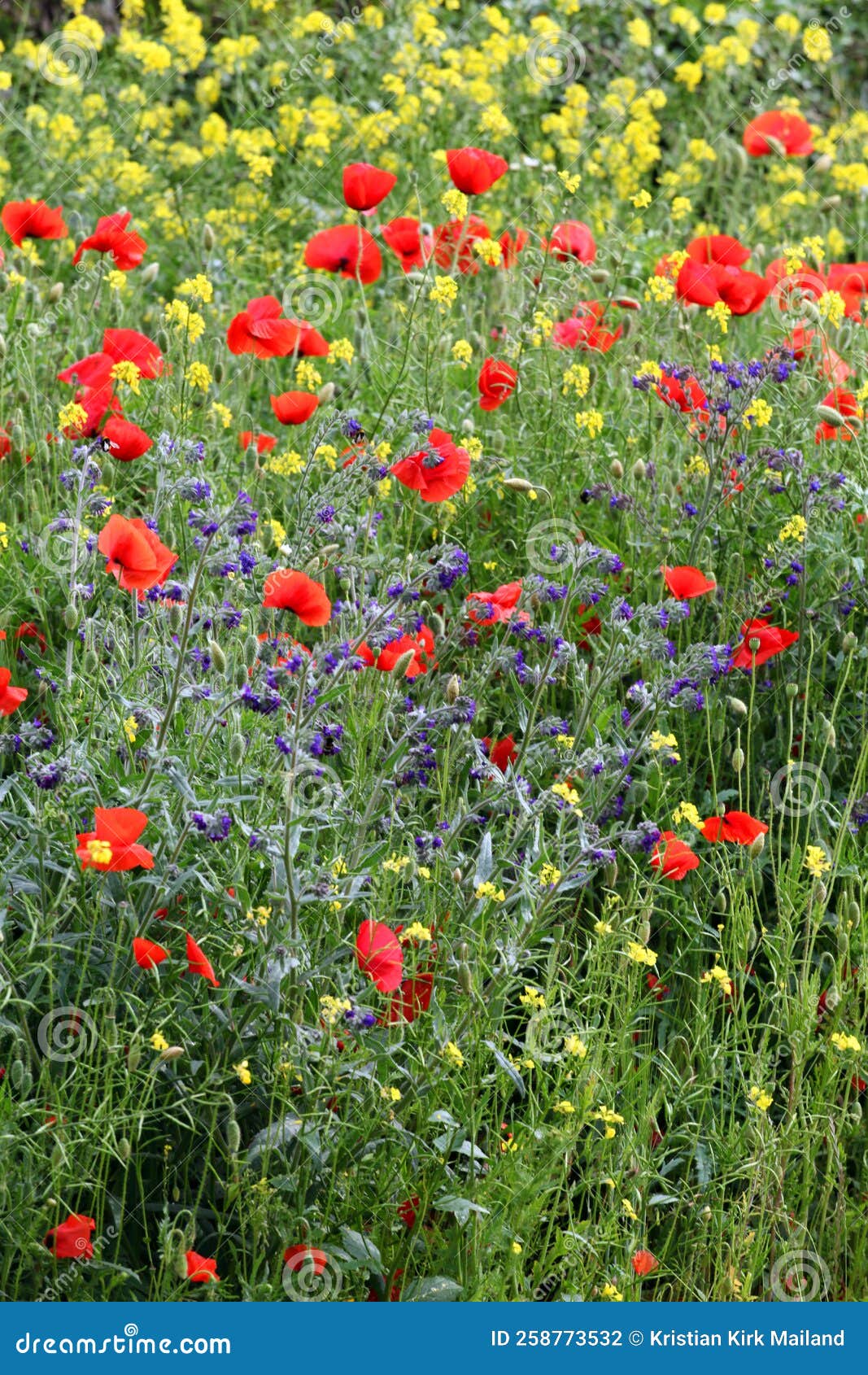 Mixed Flowers, Field of Poppies Stock Photo Image of roses, gift