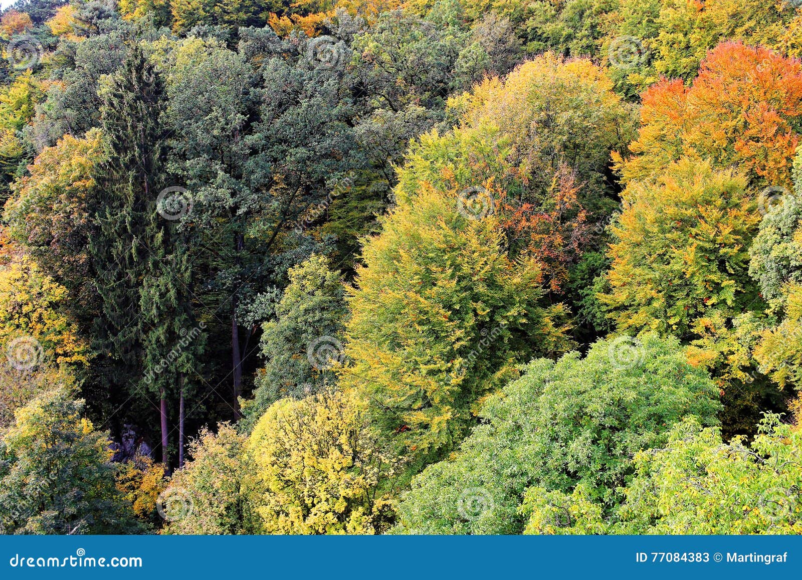 dense forest in nature park fall season landscape