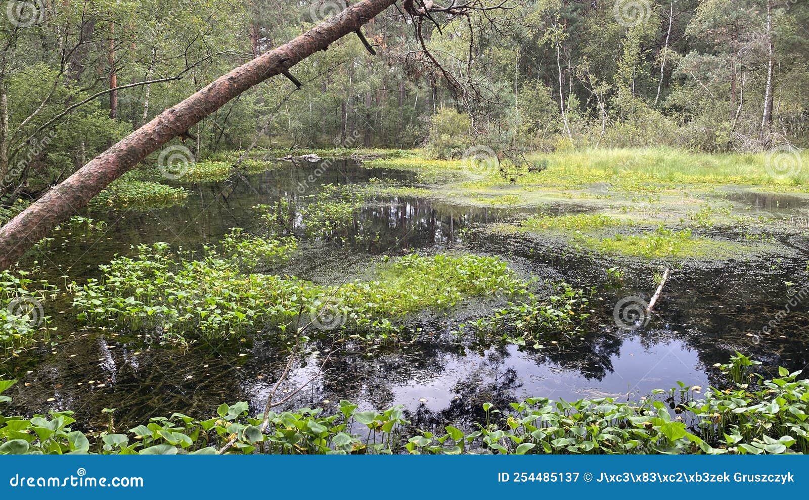 Mixed Forest Growing Wild in Park Scenic Path Stock Image Image of foliage, growing 254485137