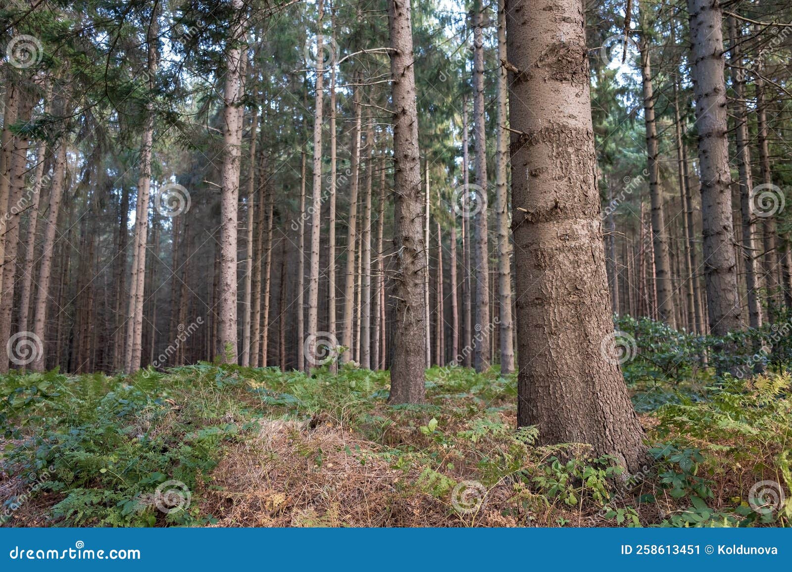 Mixed Forest in the Rays of the Setting Sun, on an Autumn Day. Deciduous and Coniferous Trees