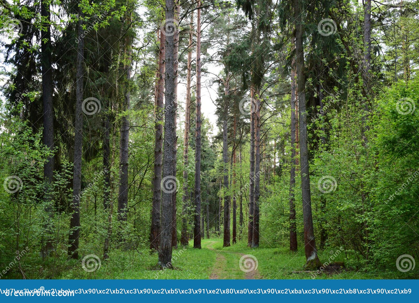 Mixed Forest, Spruce, Pine, Deciduous Trees. Forest Road. Green Grass and Leaves Stock Photo