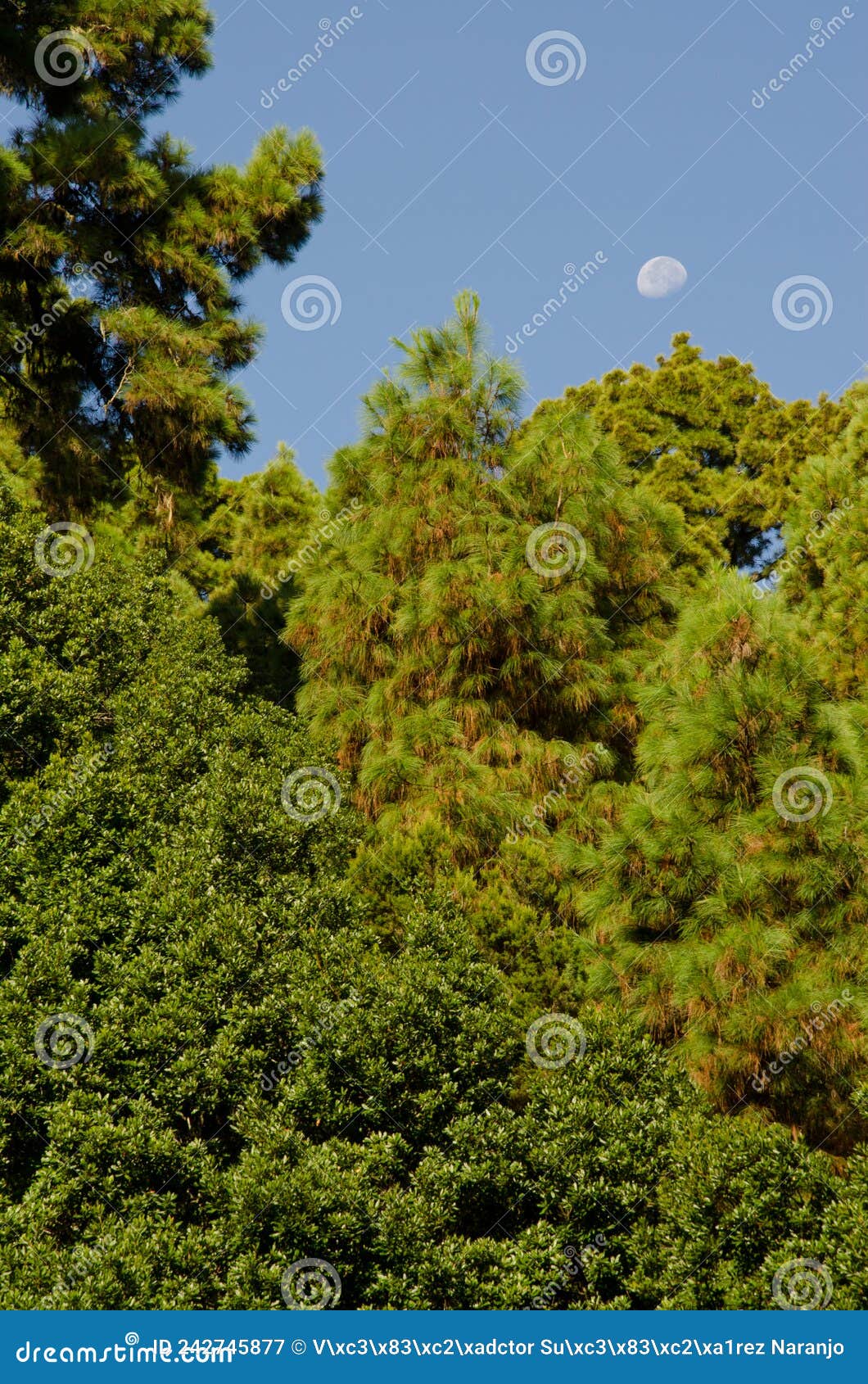 mixed forest and waning gibbous moon.