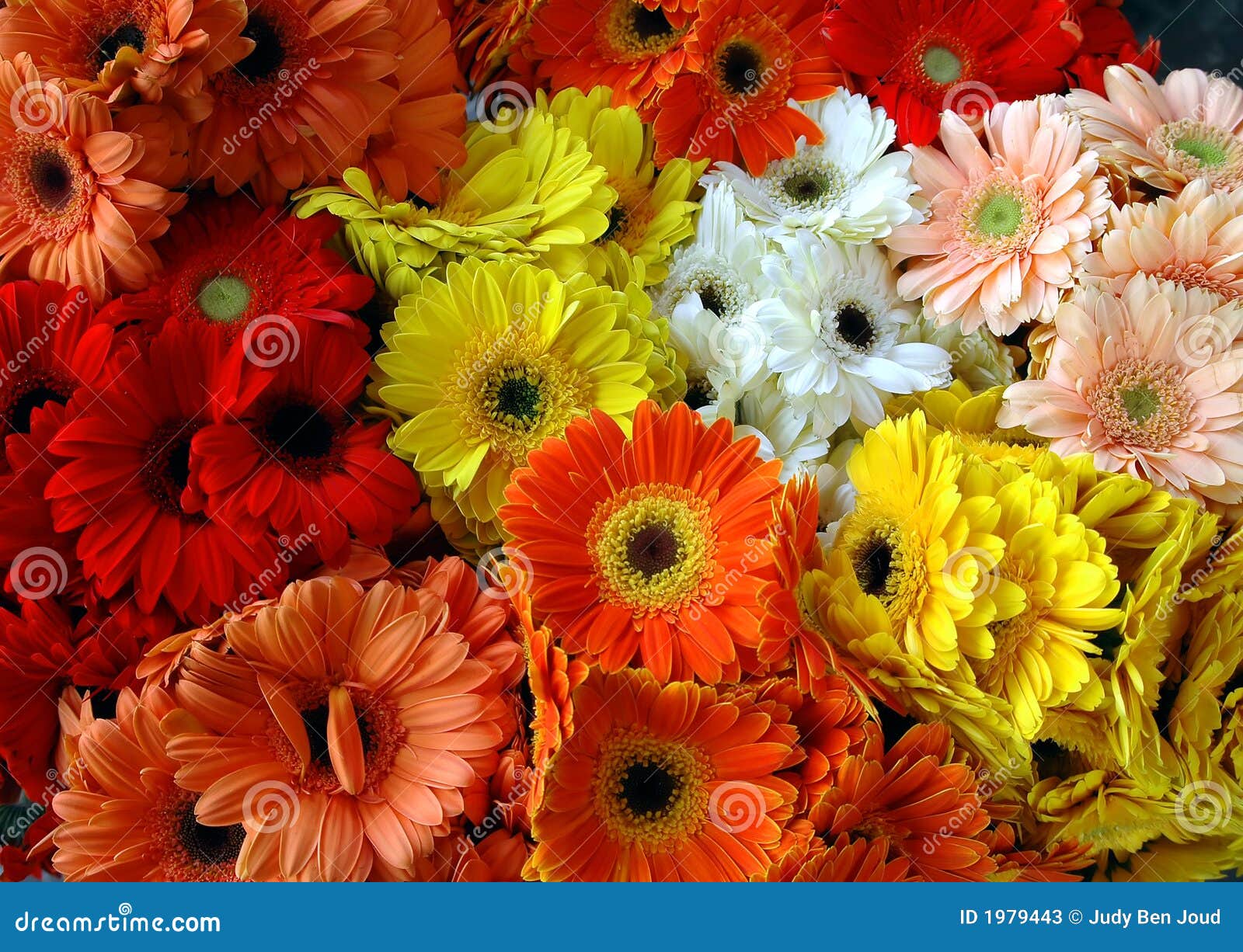 Mixed gerbera daisy bouqet stock image. Image of yellow 1979443