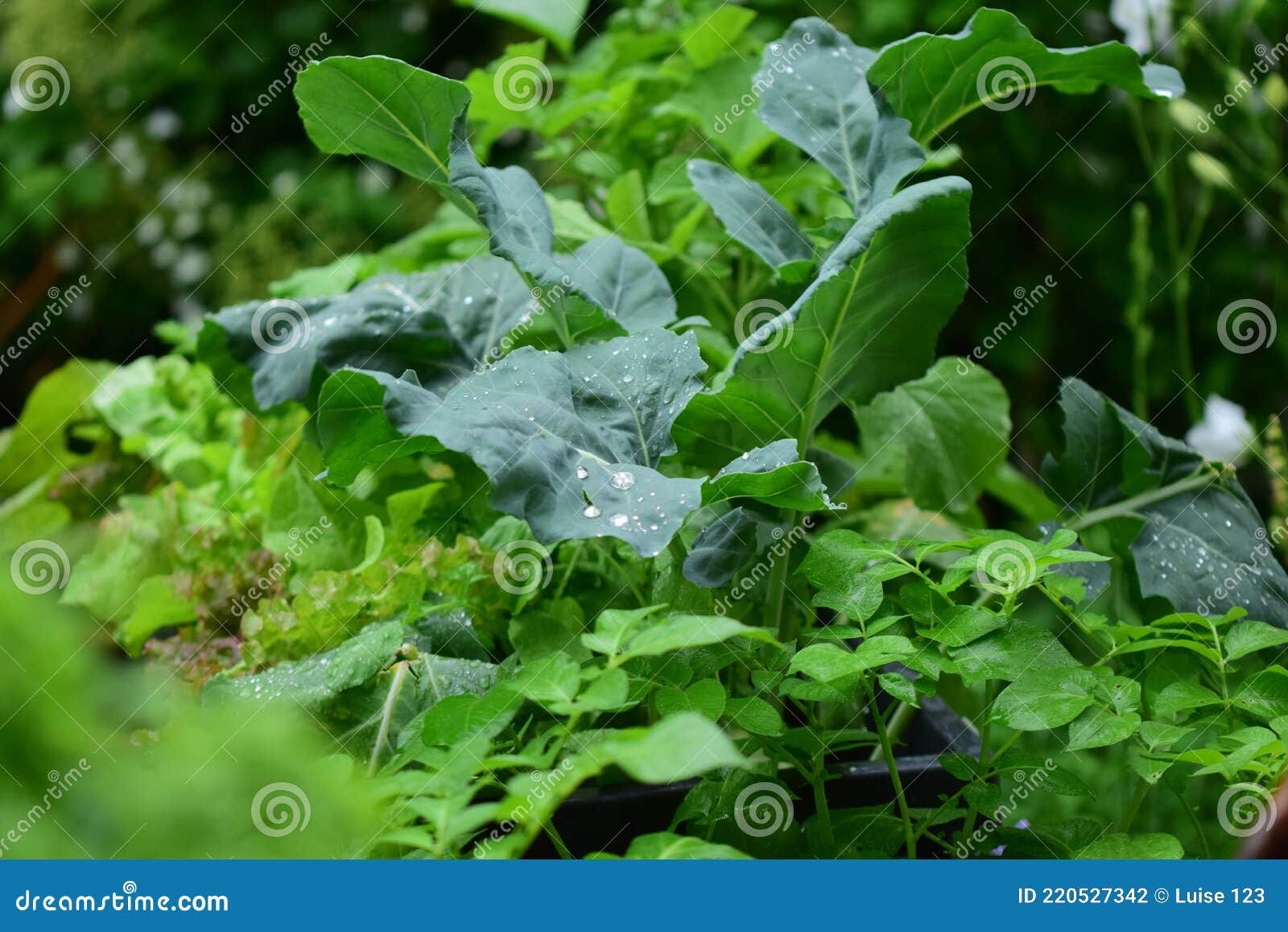 Mixed Green Growing Vegetables in the Rain Stock Photo Image of
