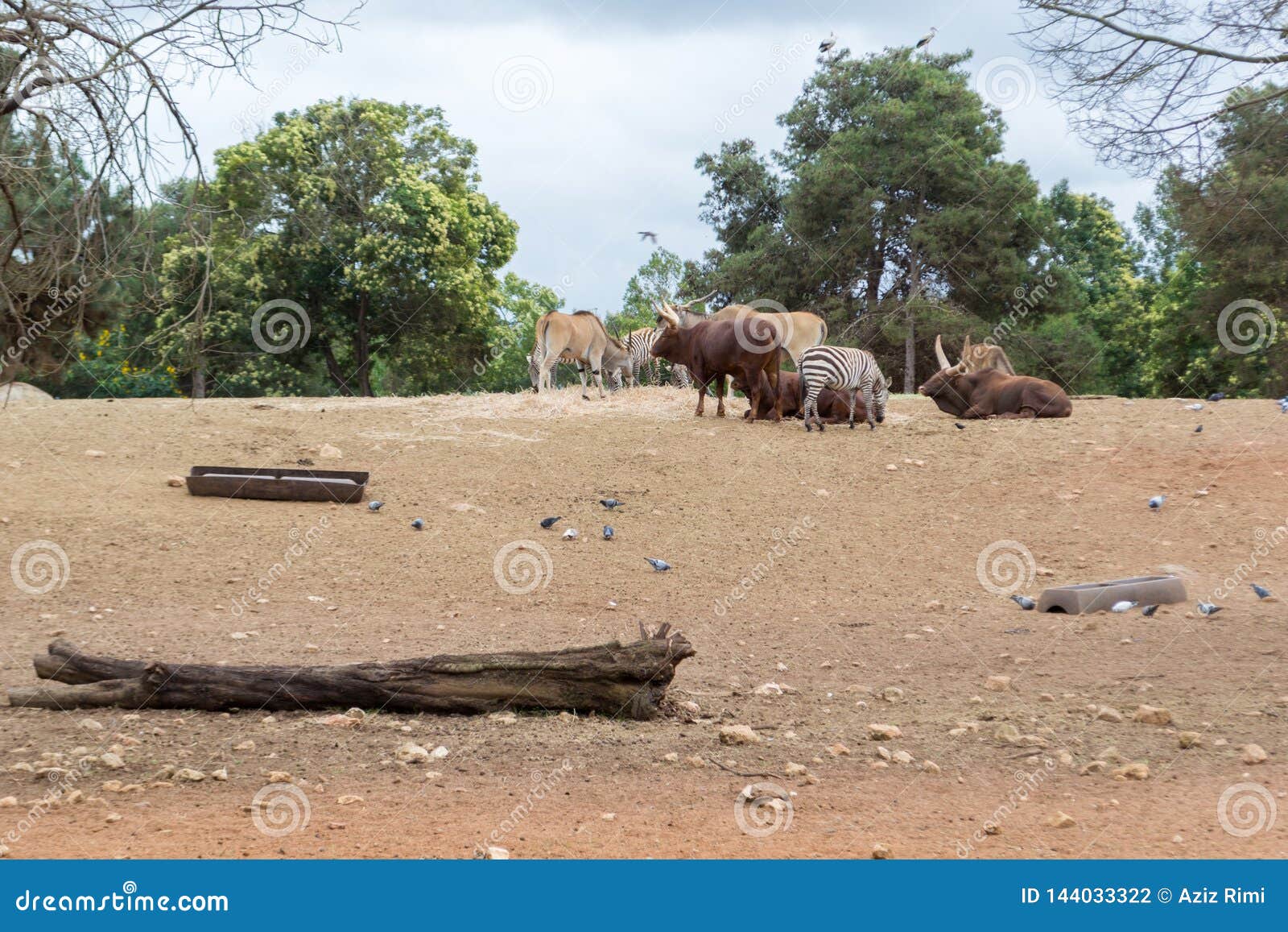 group of savannah herbivore animals