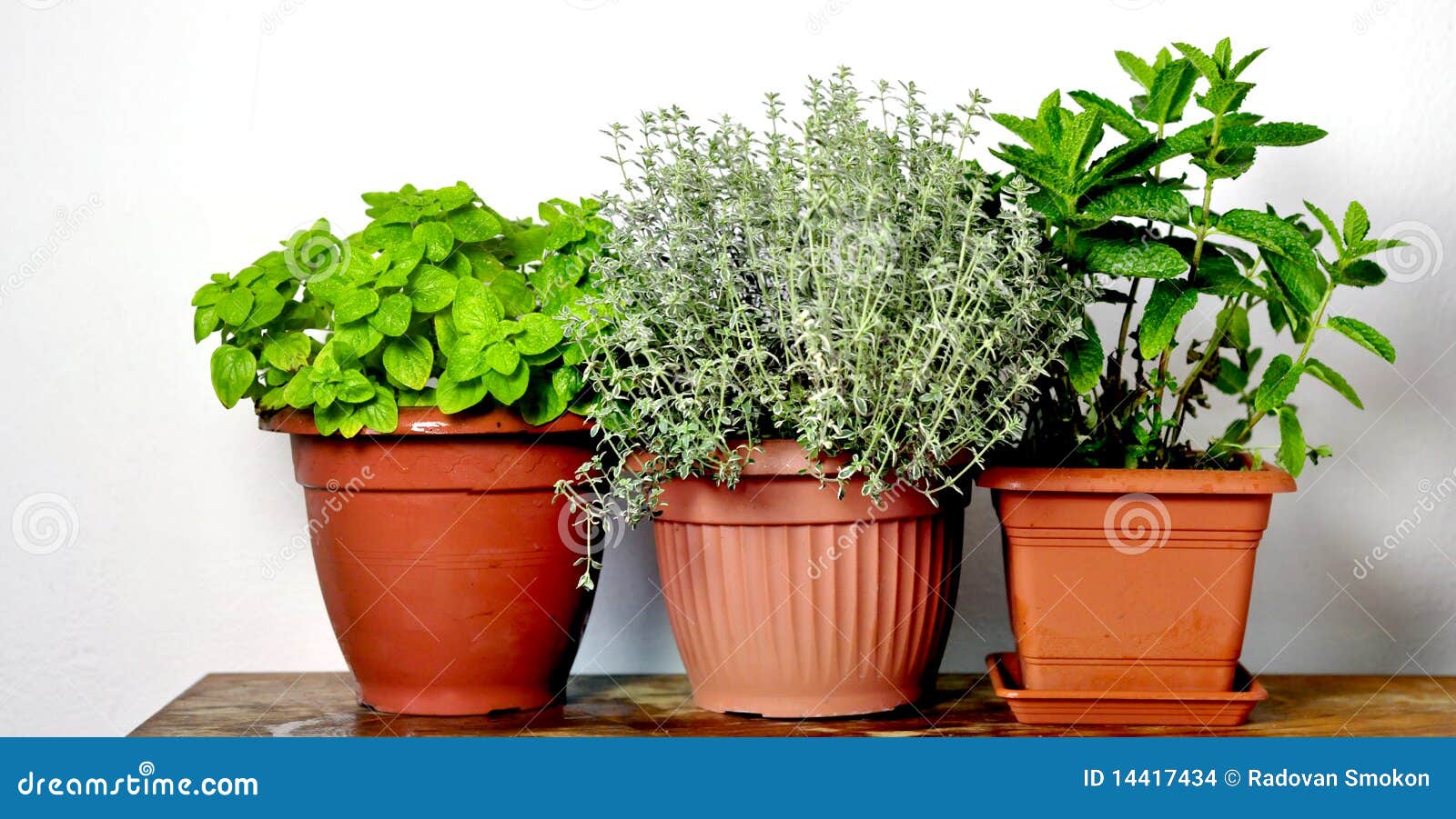 Mixed herbs stock photo. Image of diet, freshness 