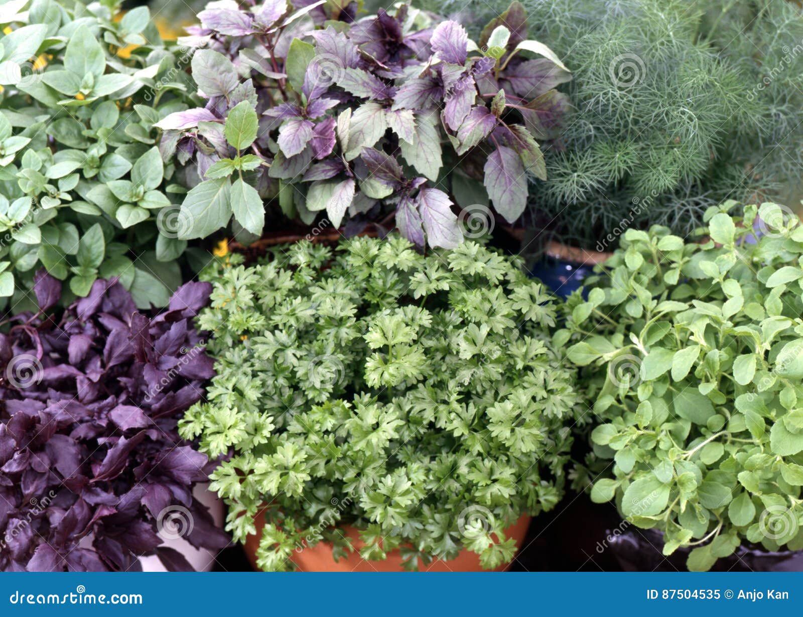 Mixed herbs stock image. Image of fresh, healthy, food 87504535