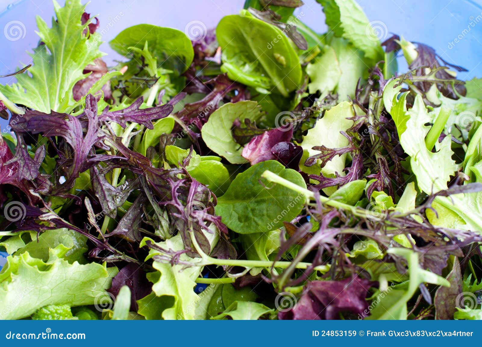 Mixed lettuce stock image. Image of grown, lifestyle 24853159
