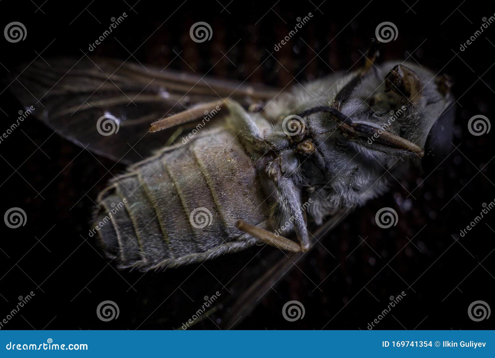 Mixed Light. Horsefly or Gadfly or Horse Fly Diptera Insect Macro