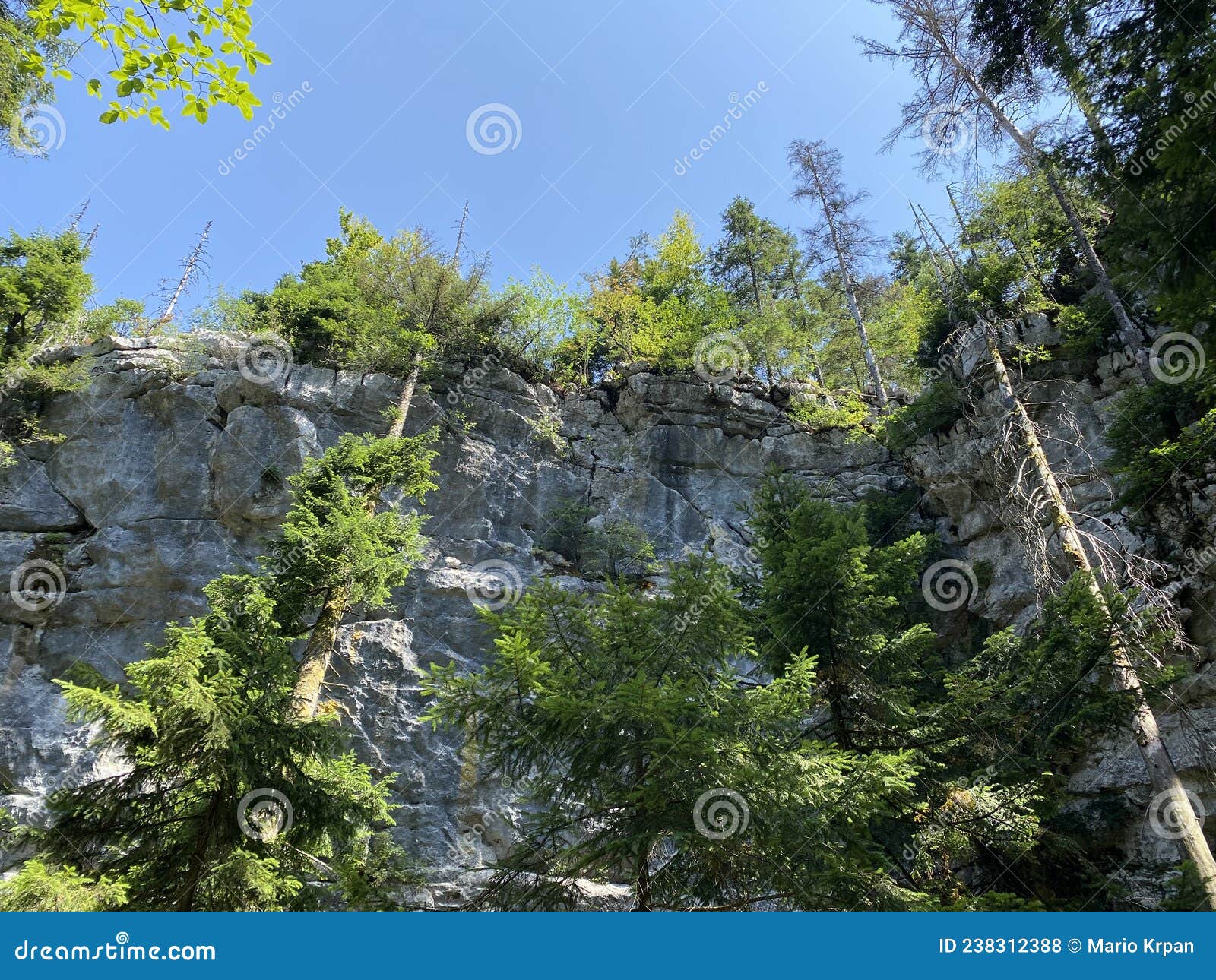 mixed mountain forest in the area of golubinjak forest park in gorski kotar - sleme, croatia / mijeÃÂ¡ana goranska ÃÂ¡uma
