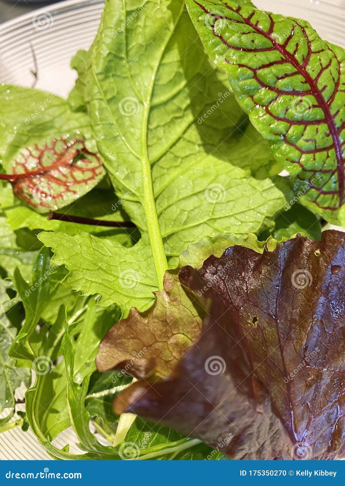 Mixed Organic Greens Lettuce Stock Photo Image of healthy, lunch