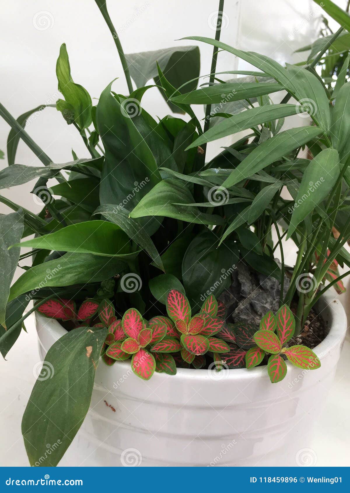 Mixed Plants Growing Together in the Pot Stock Photo Image of color