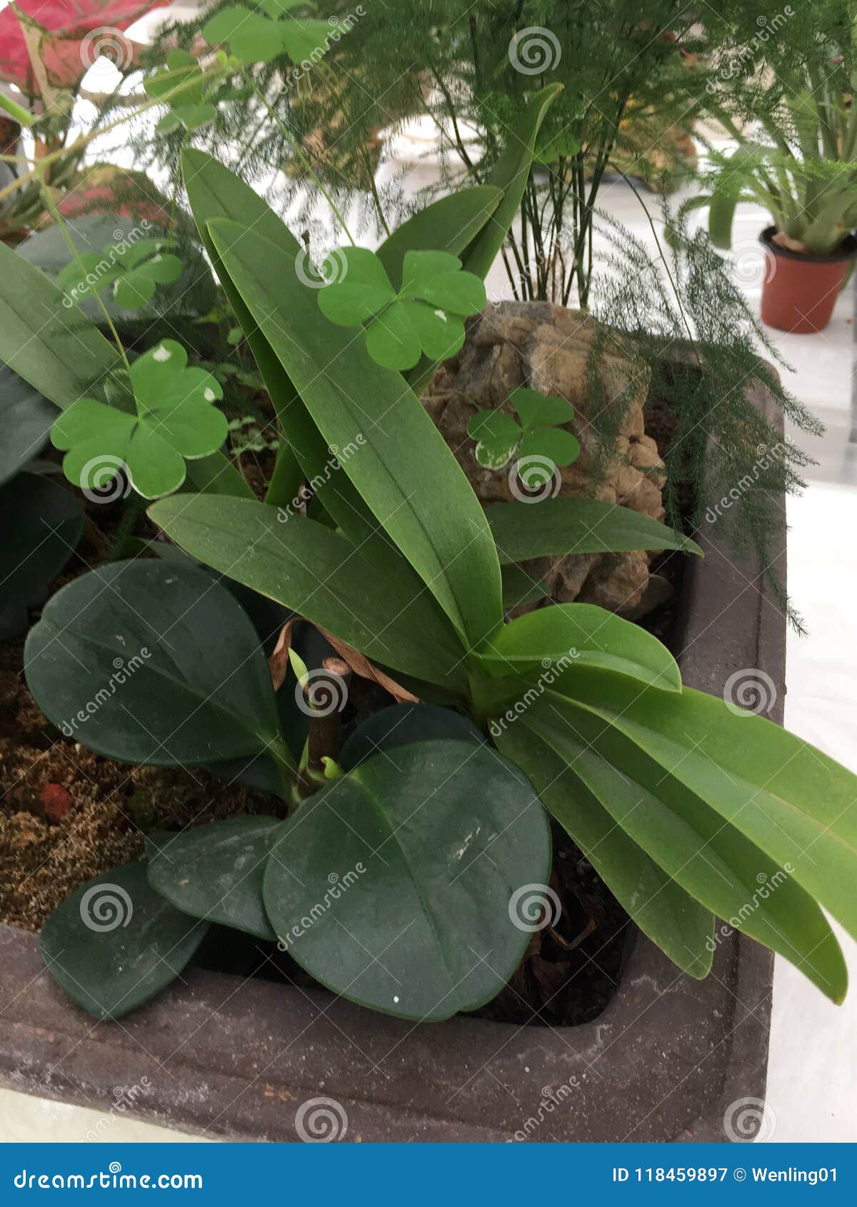 Mixed Plants Growing Together in the Pot Stock Image Image of growth