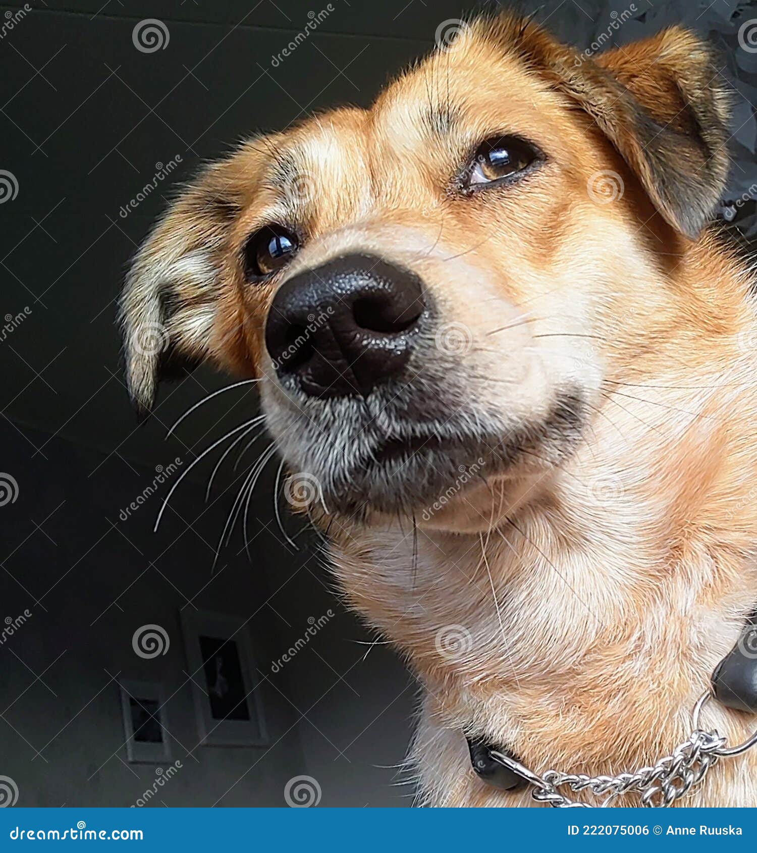 Mixed Race Dog Thinking Life Stock Photo Image of head, terrier 222075006