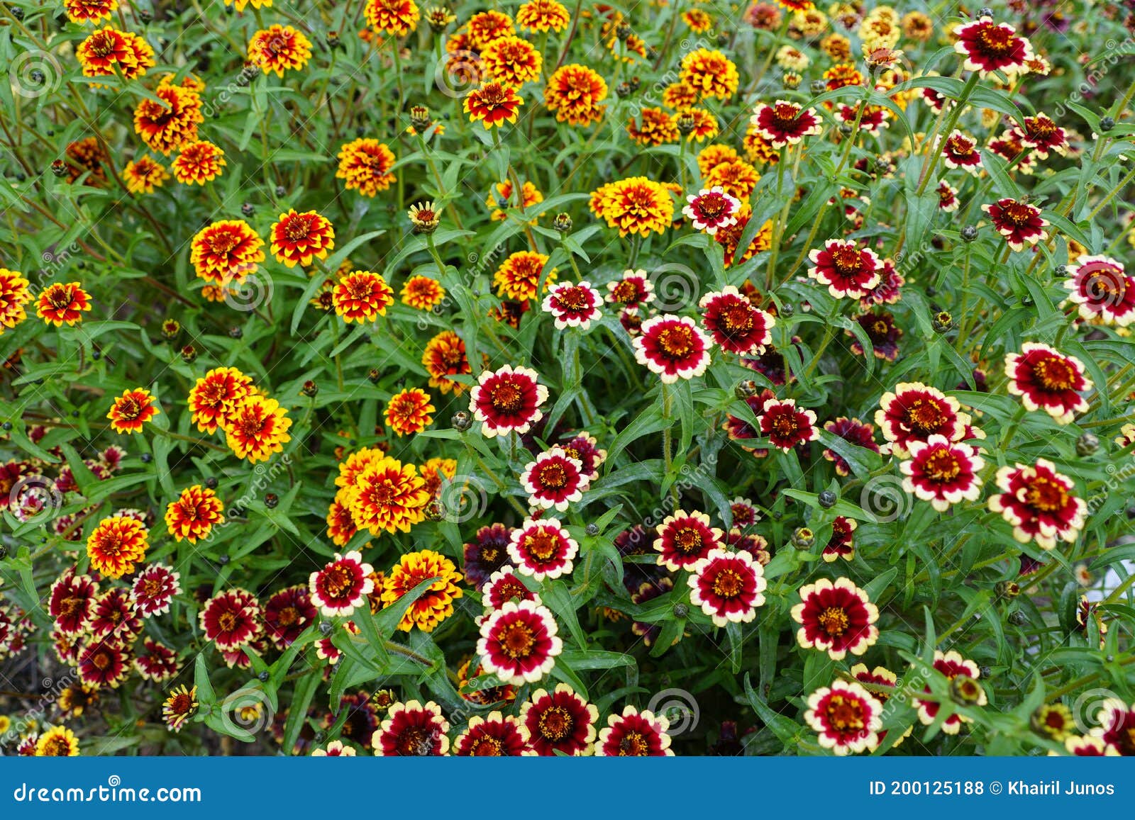 a mixed red, white and yellow `jazzy group` zinnia flower
