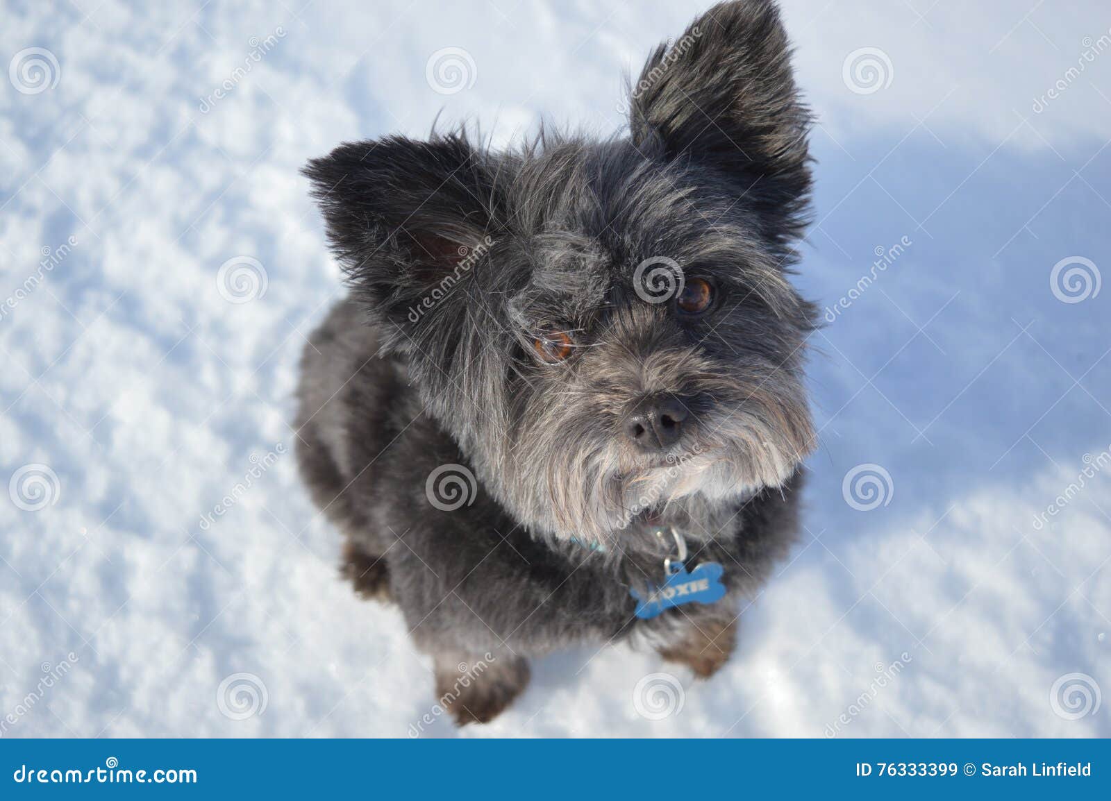 pomeranian newfoundland mix