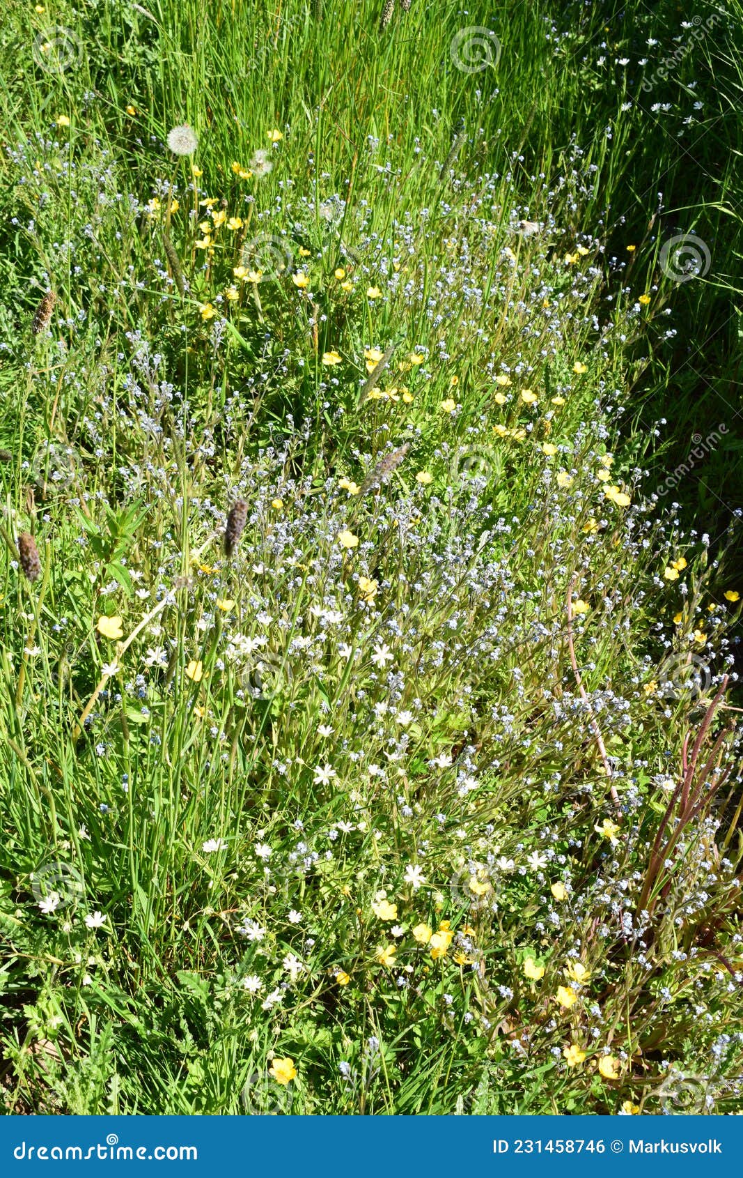Mixed wild flowers stock photo. Image of blue, flower 231458746