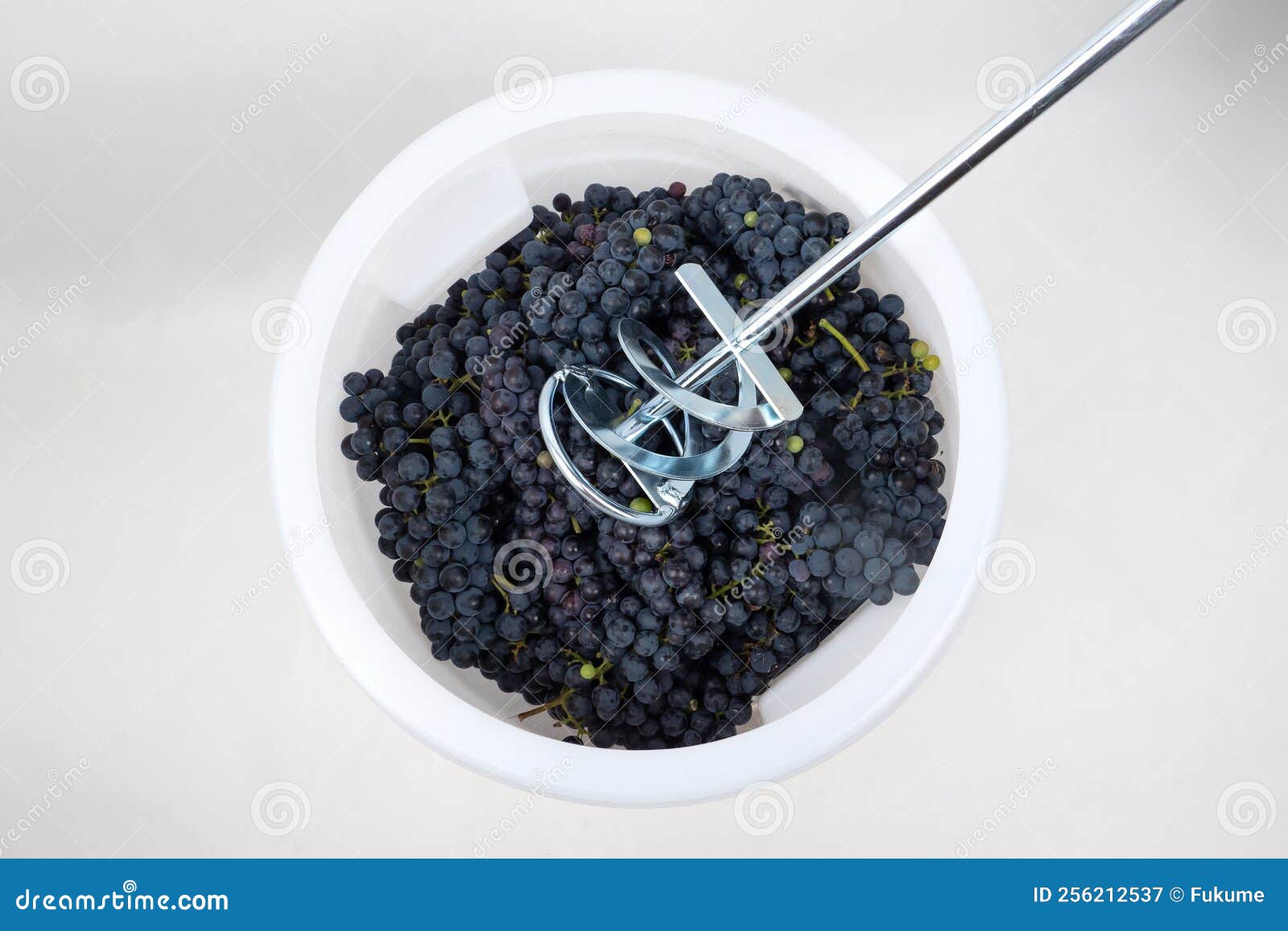 Mixer Crush Fresh Grapes in a Container, the Process of Making Red Wine