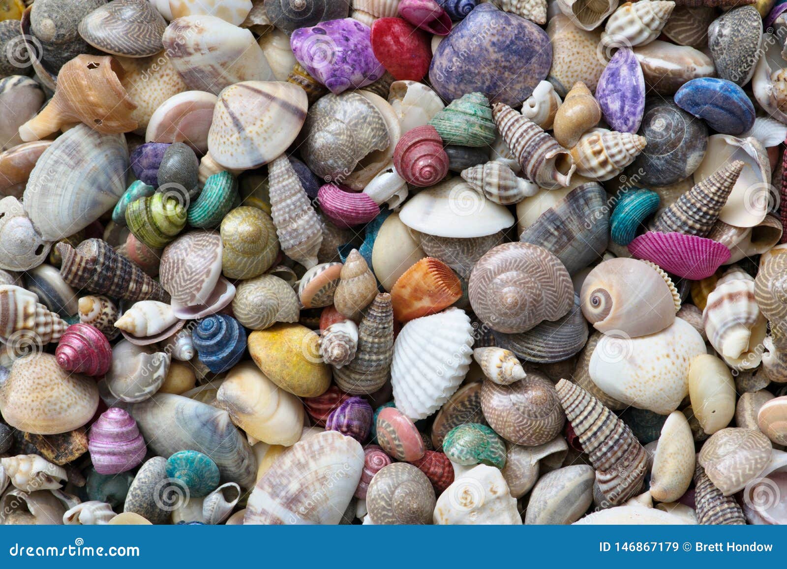 Premium Photo  Seashell background various colorful kinds and shapes  seashell on white small gravel sand beach background