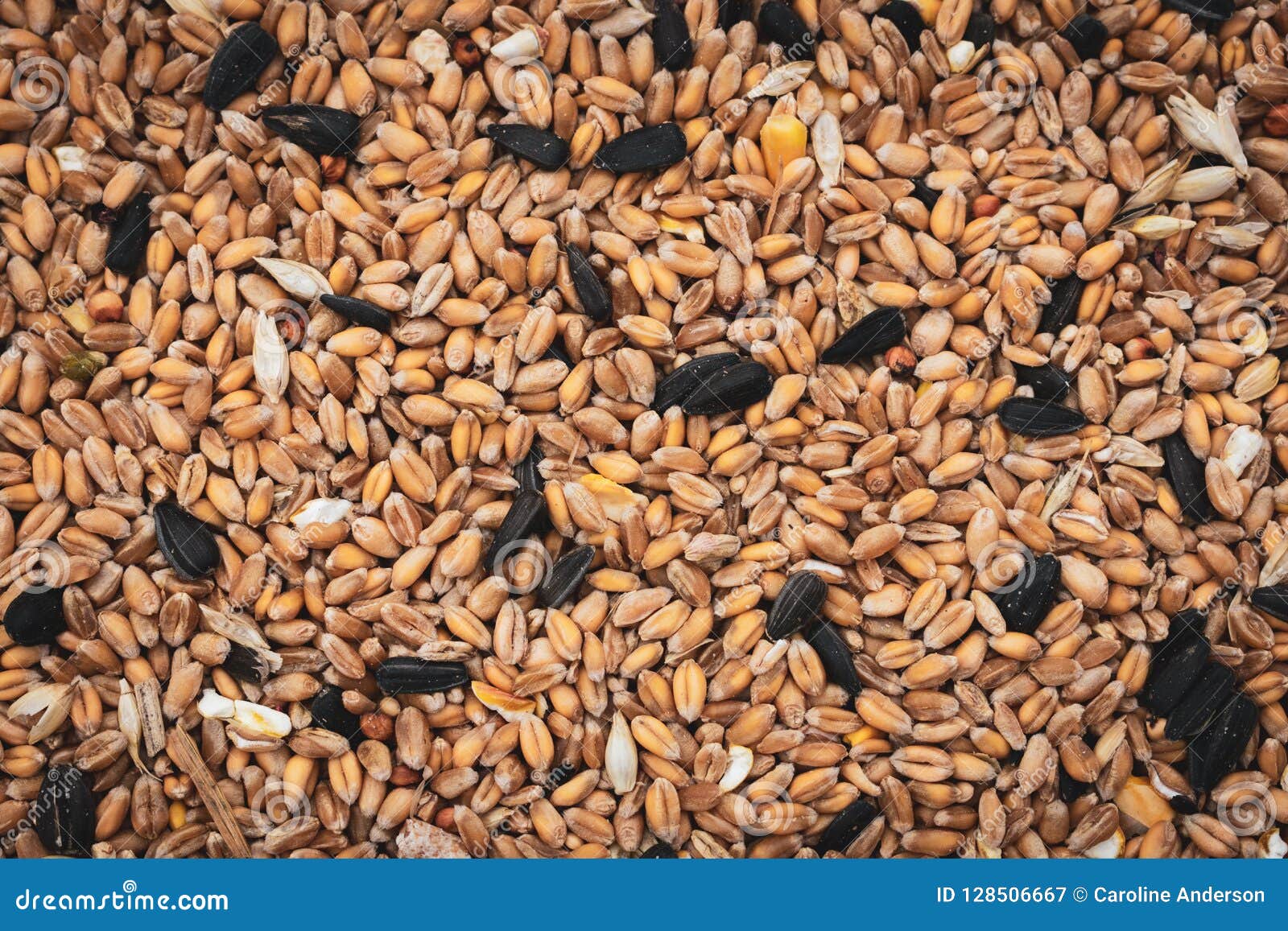 Mixture of wild bird seed stock image. Image of closeup 128506667