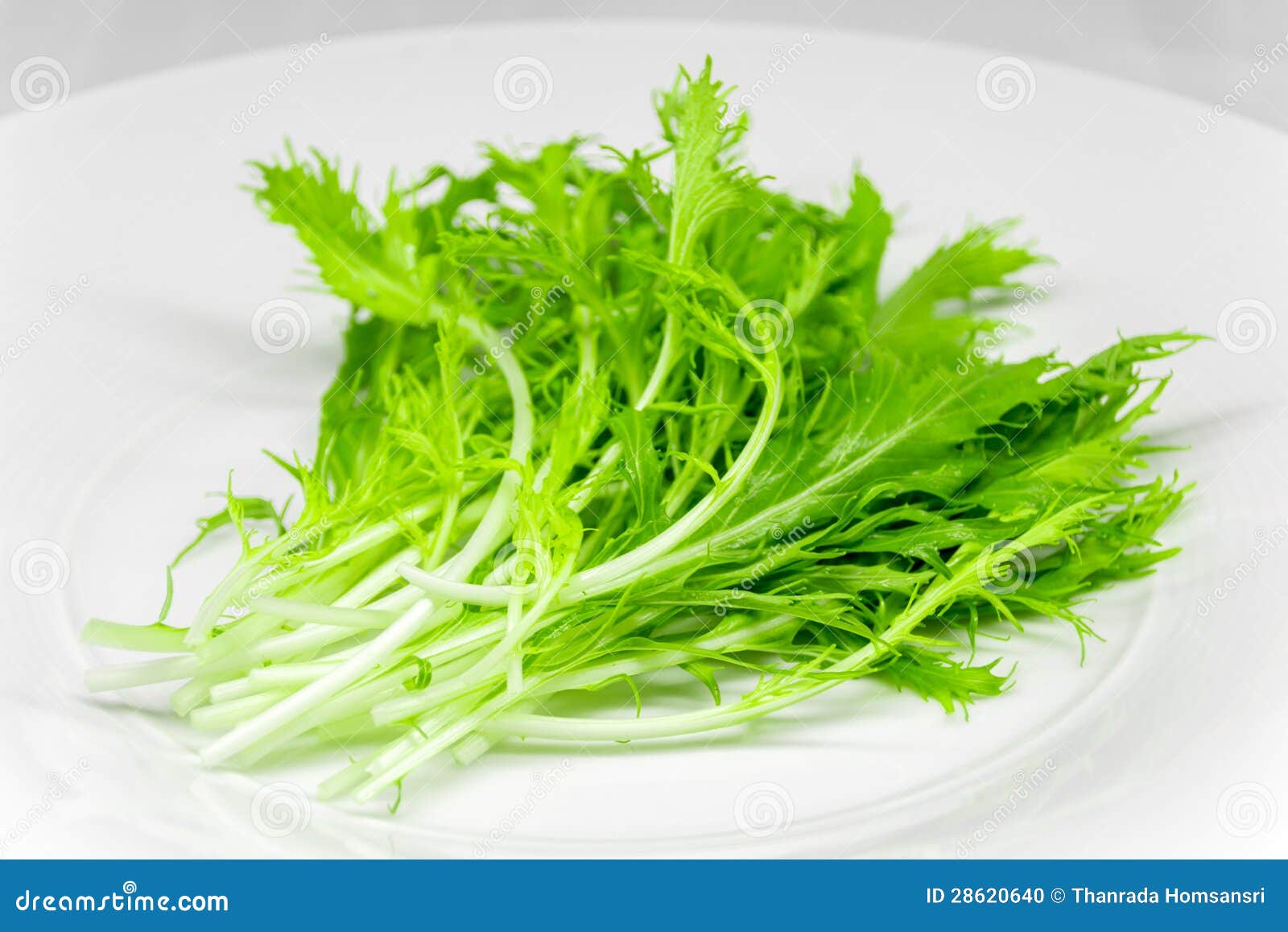 Mizuna (Japanese Mustard) stock photo. Image of natural 28620640