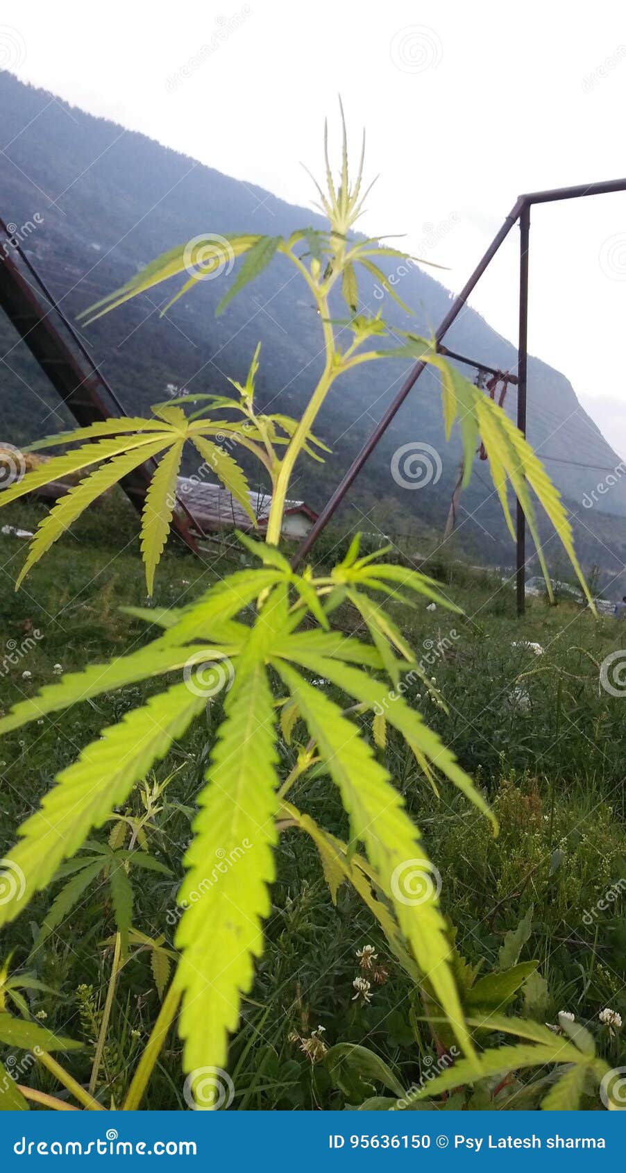 Mlana weed plant stock photo. Image of power, boom, plant - 95636150