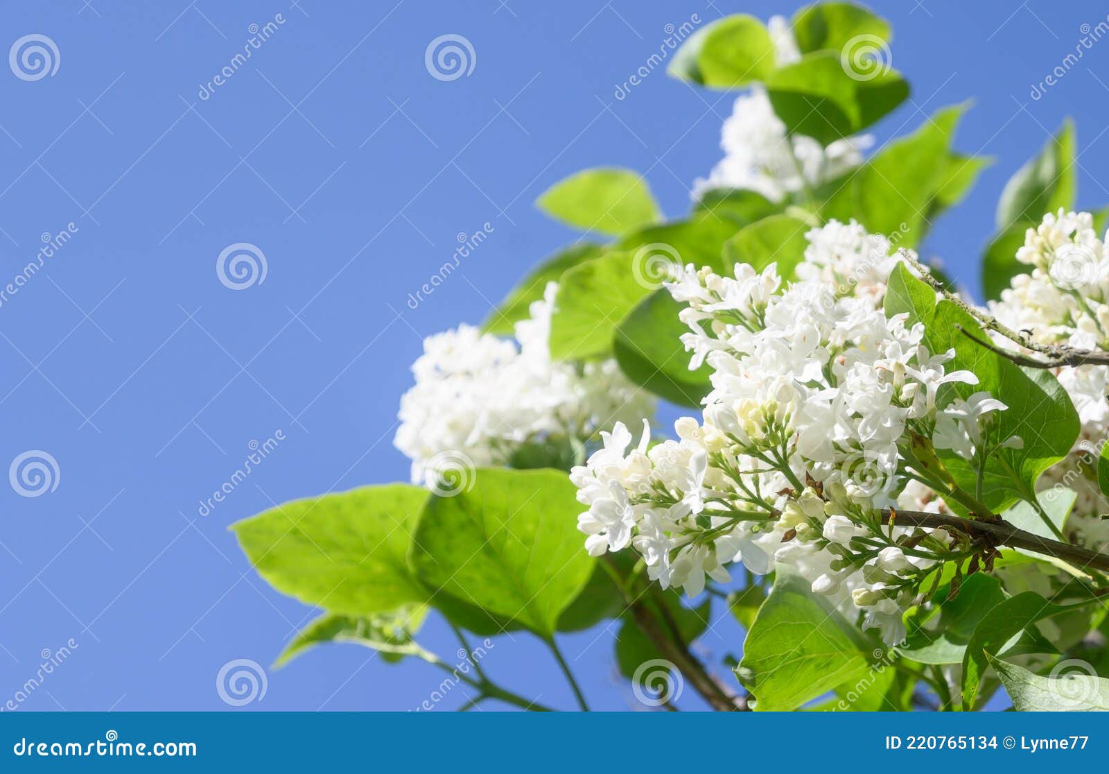 Mme Lemoine White Lilac Tree Photo stock - Image du lilas, lame: 220765134