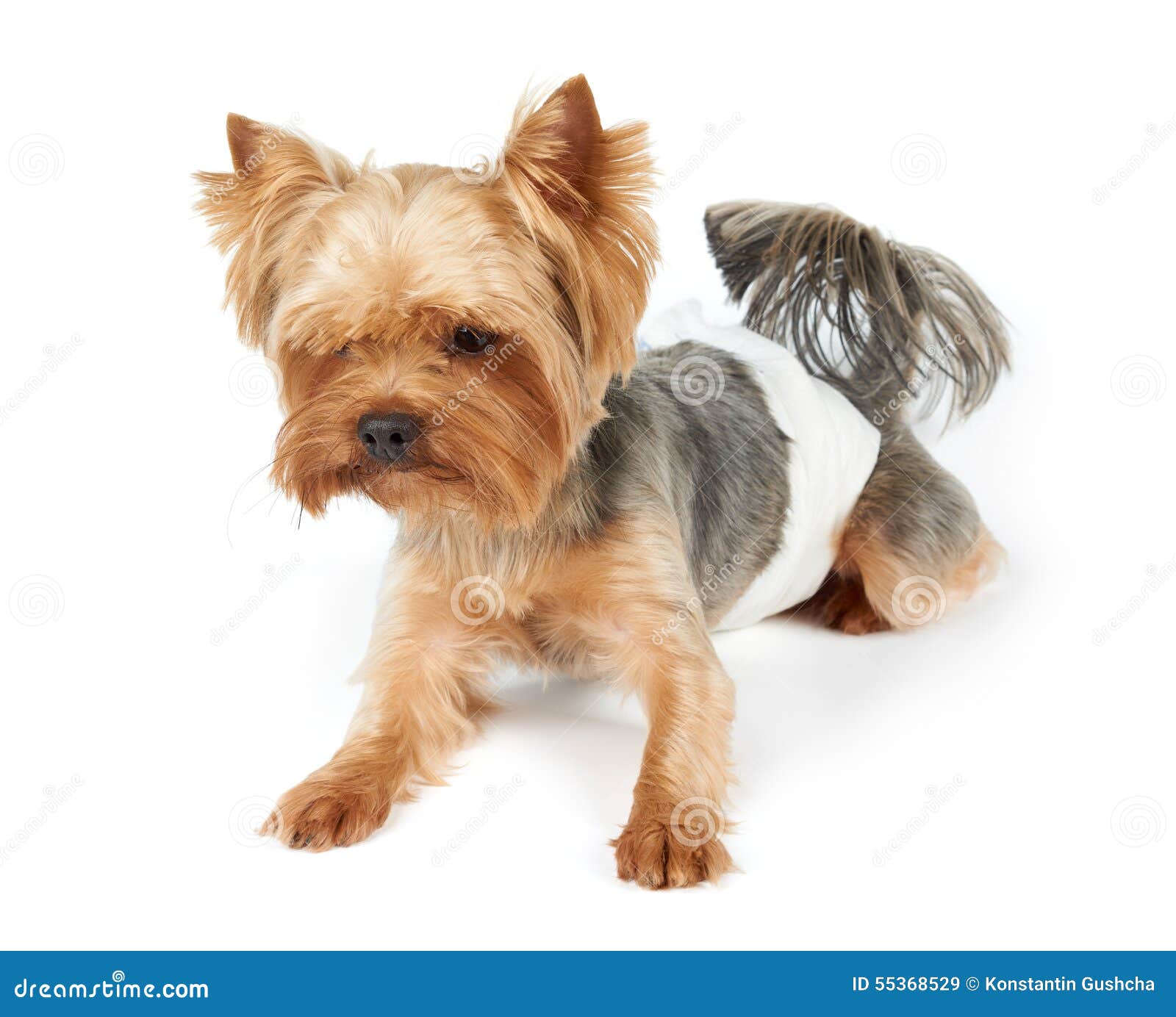 Männlicher Hund In Den Windeln Stockfoto Bild 55368529