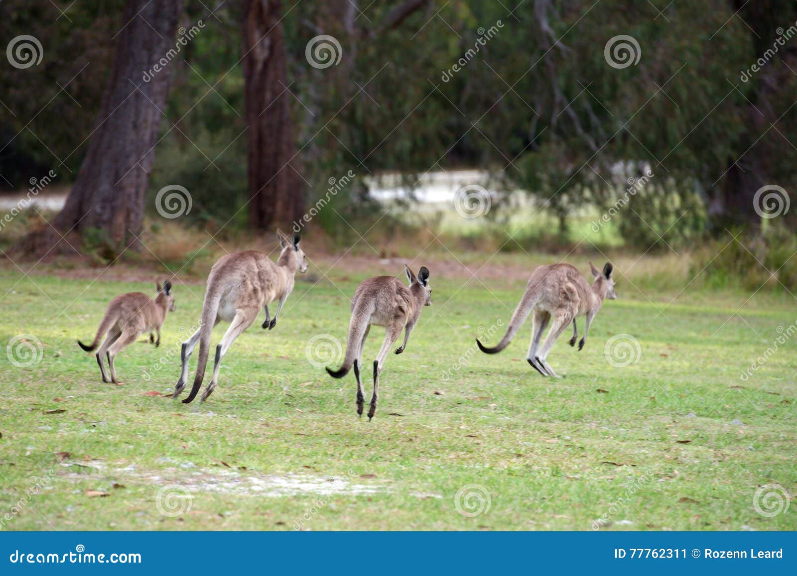 Mob of hopping kangaroos stock image. Image of fauna 77762311