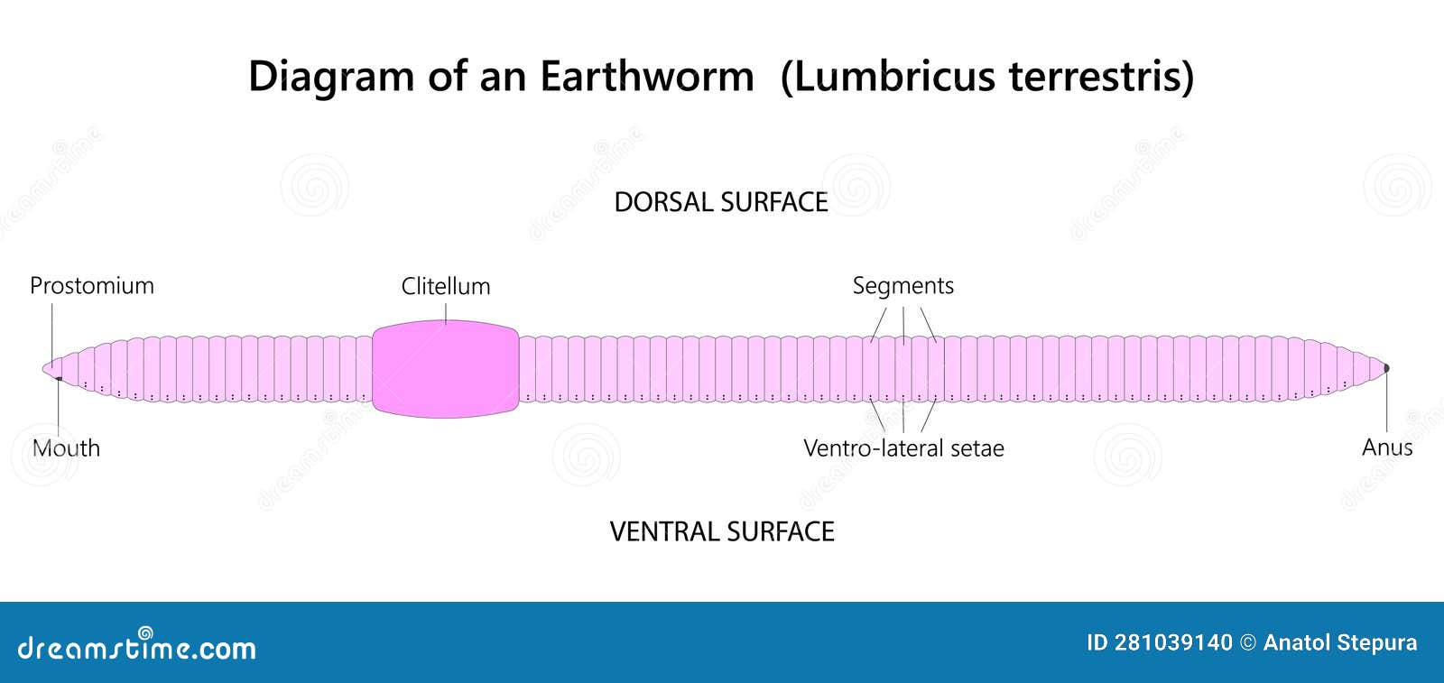 Earthworm is a Segmented Worm, an Invertebrate of the Phylum Annelida