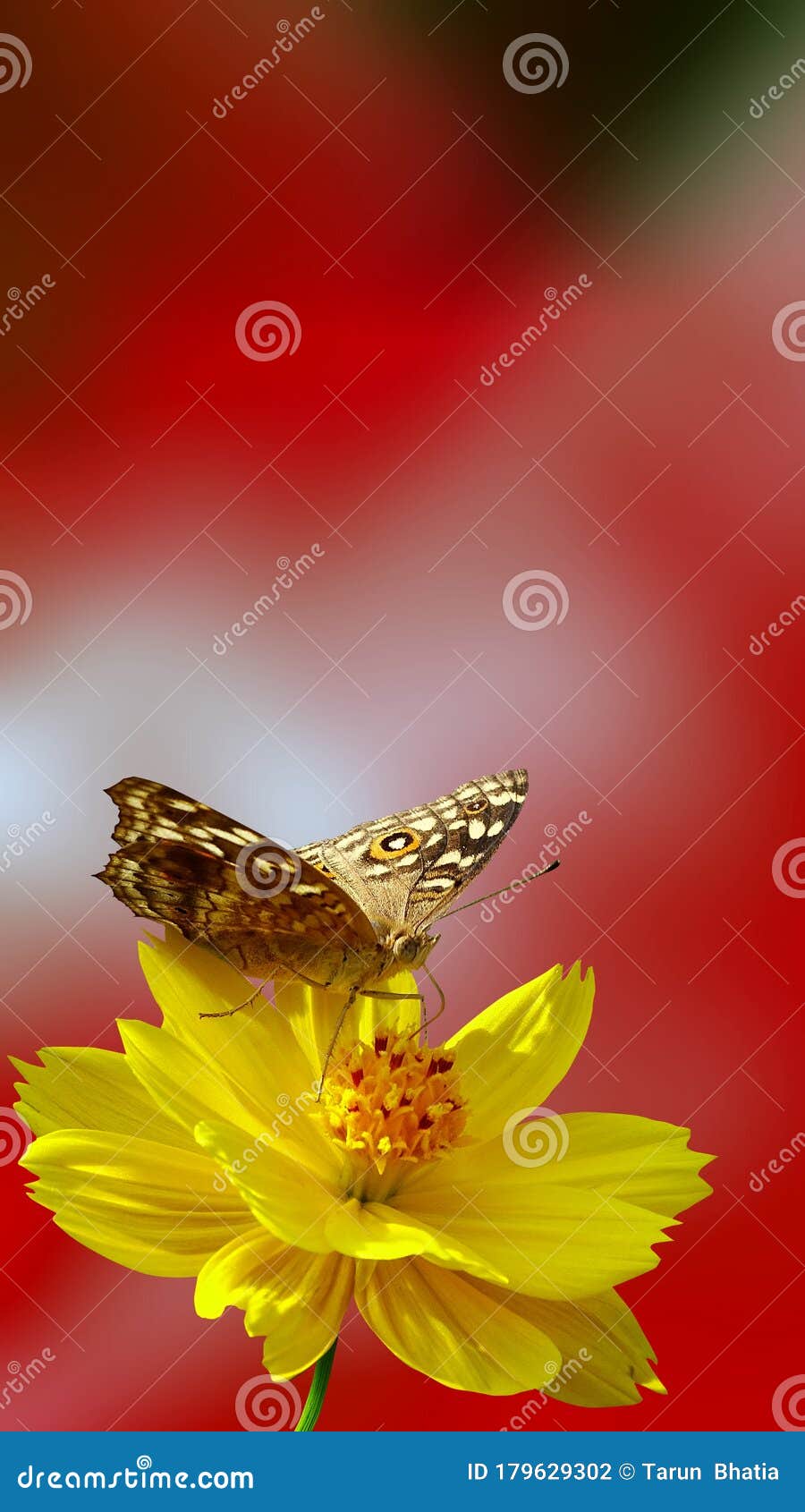 Mobile Wallpaper, Butterfly Sip Nectar of Cosmos Flower. Stock ...