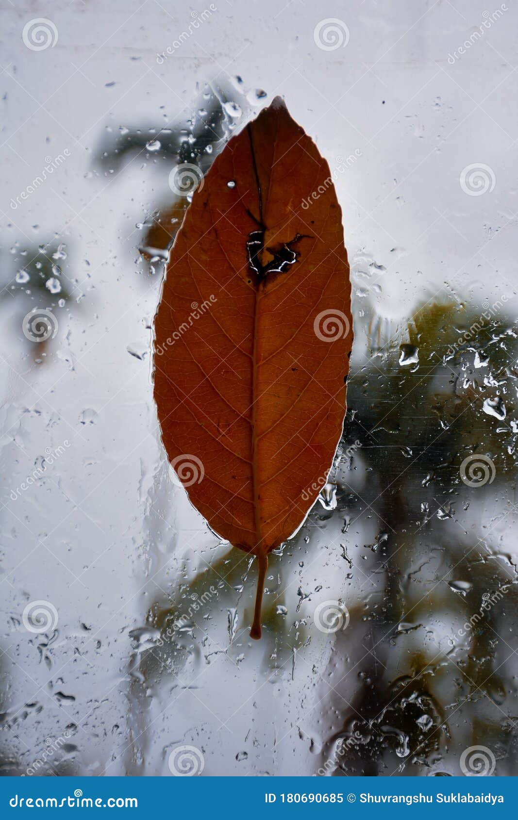 Mobile Wallpaper of a Fallen Red Leaf on Window during Heavy Rain . Stock  Image - Image of freezing, nature: 180690685