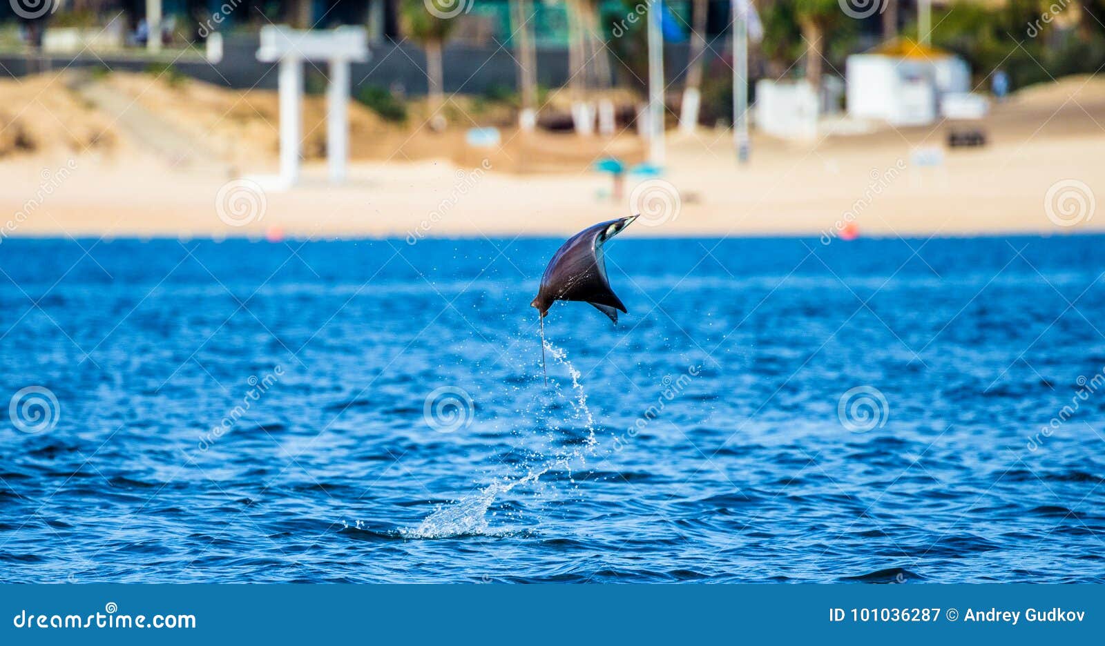 Mobula Ray is Jumping in the Background of the Beach of Cabo San Lucas