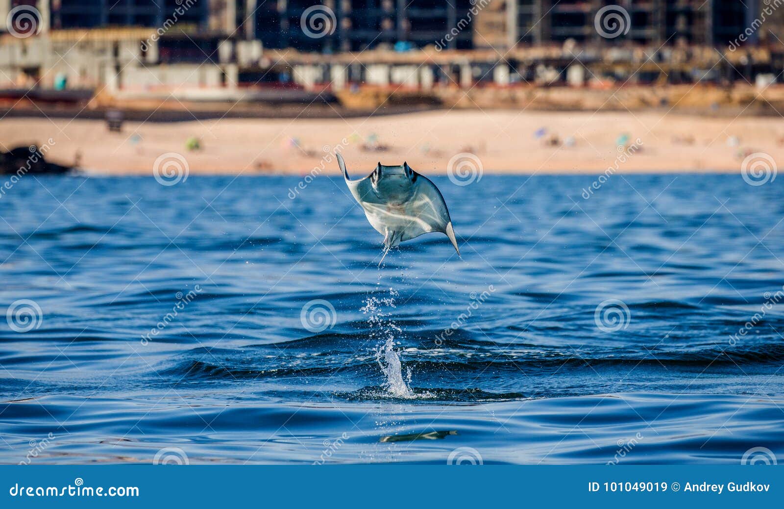 Mobula Ray is Jumping in the Background of the Beach of Cabo San Lucas