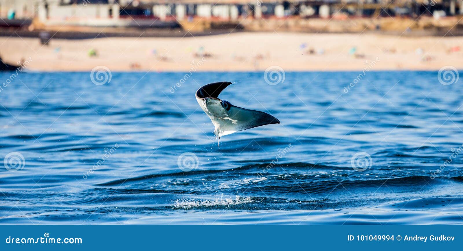 Mobula Ray is Jumping in the Background of the Beach of Cabo San Lucas