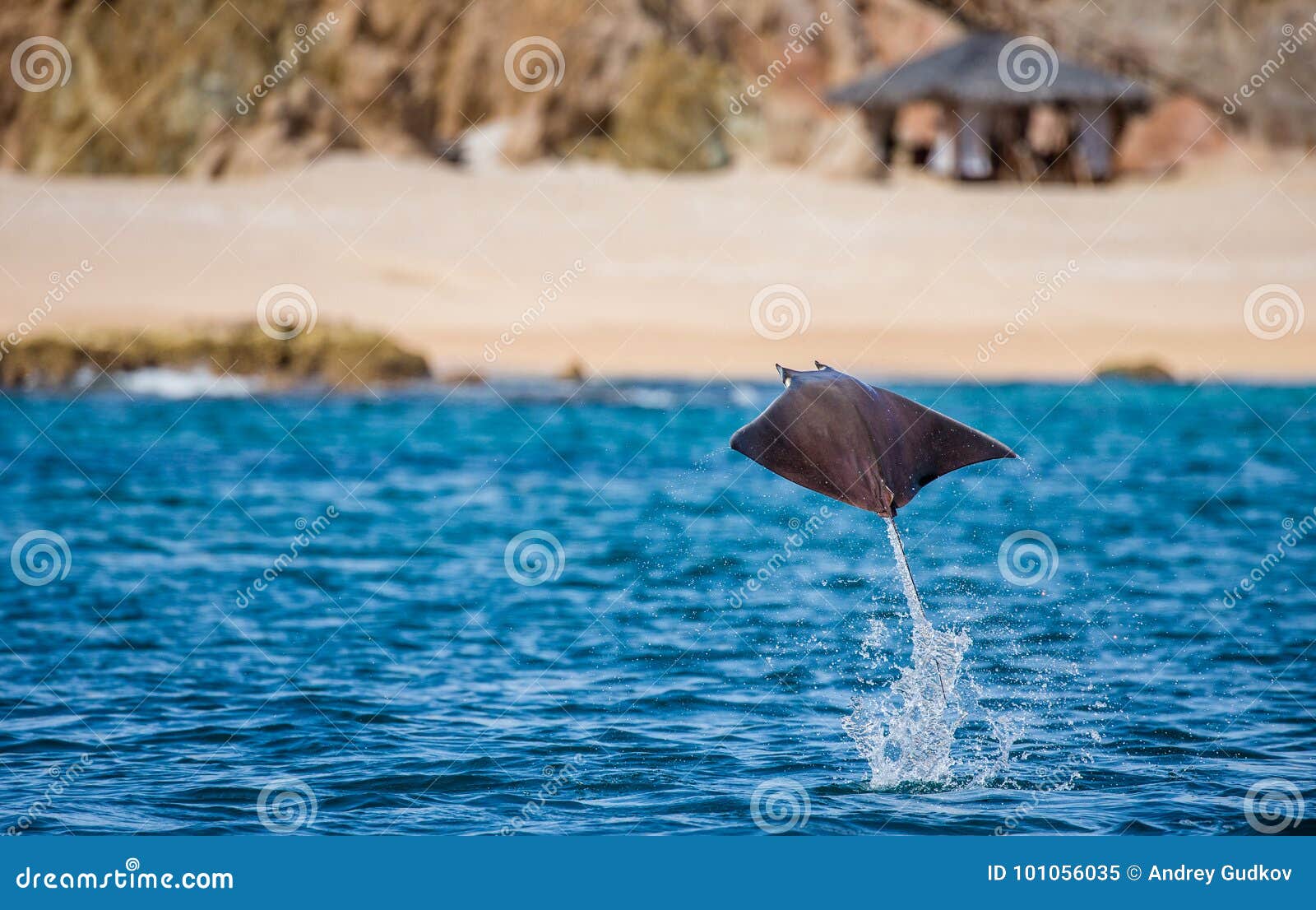 Mobula Ray is Jumping in the Background of the Beach of Cabo San Lucas