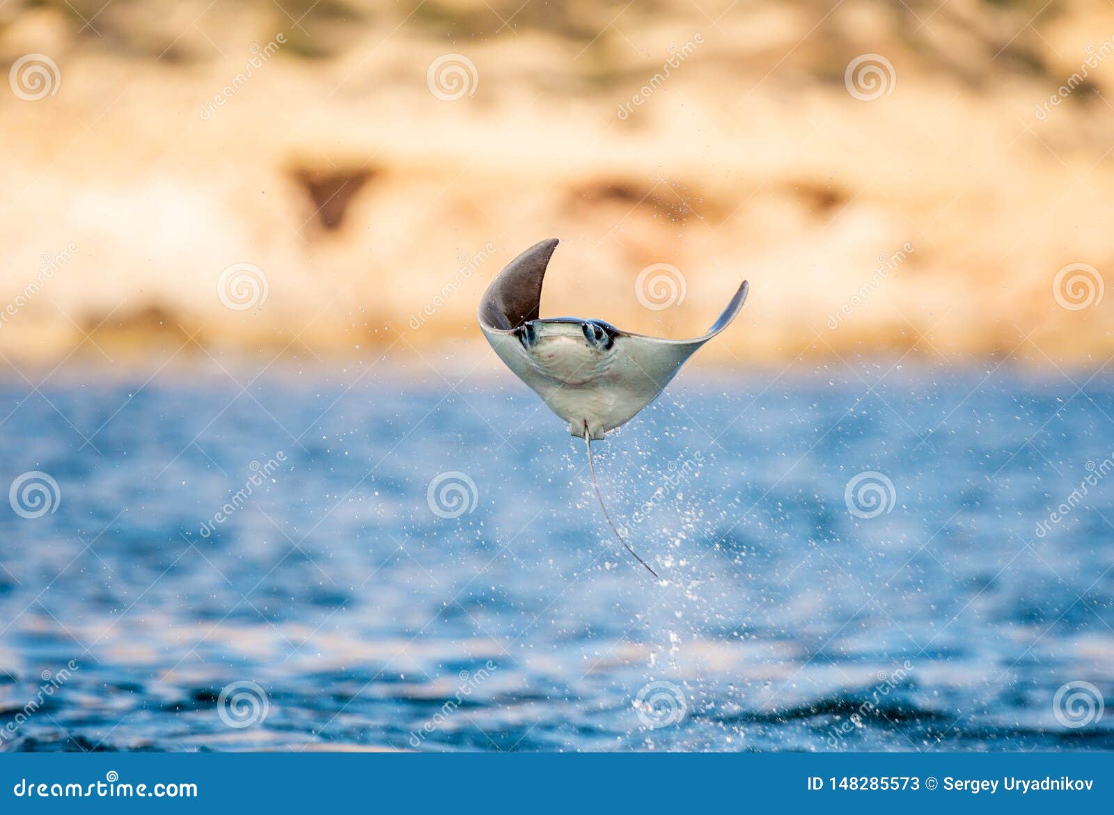 mobula ray jumping out of the water. front view.